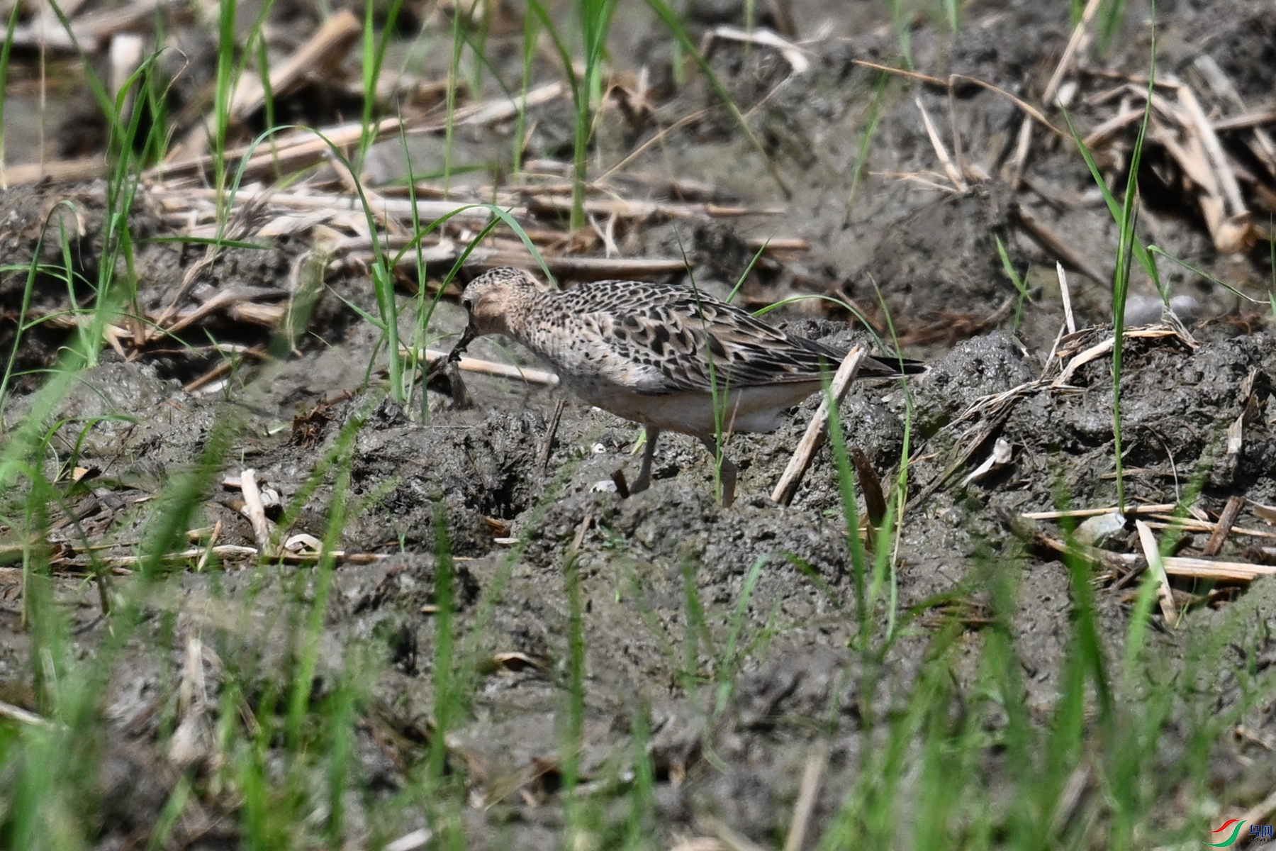 DSC_4846.JPG