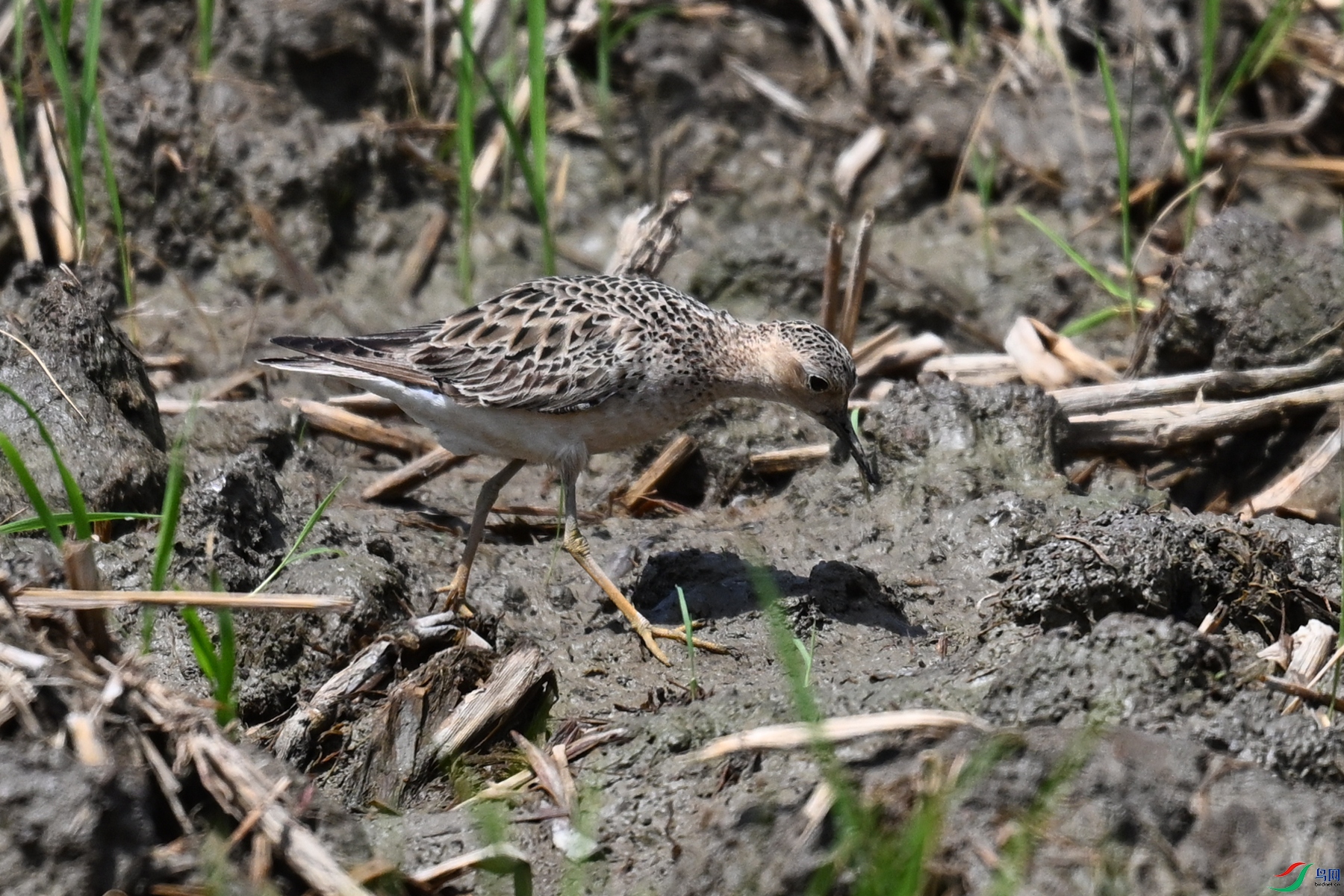 DSC_4877.JPG