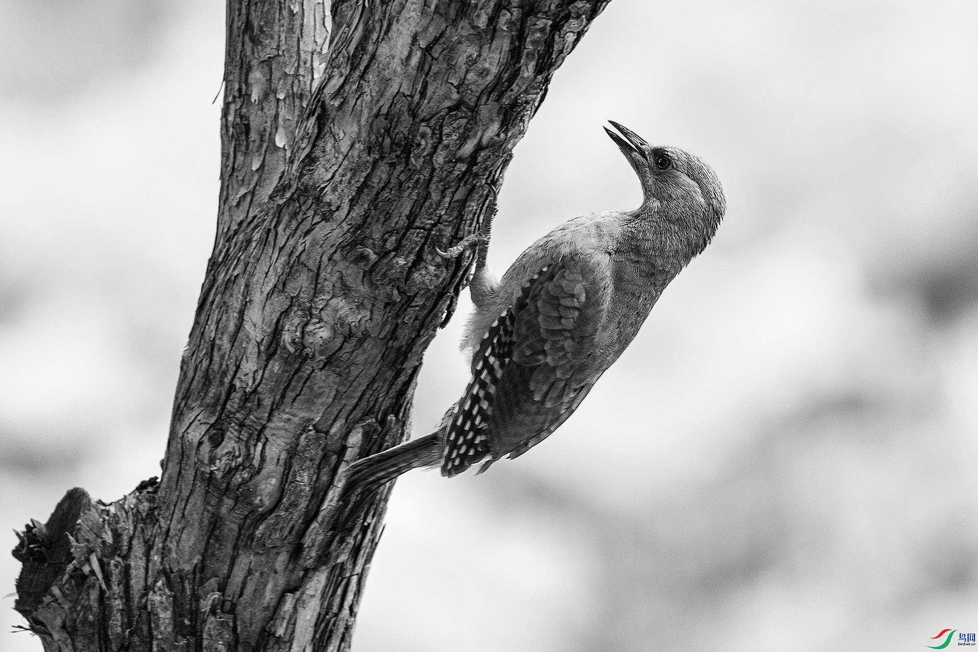 0716��ľ��.jpg