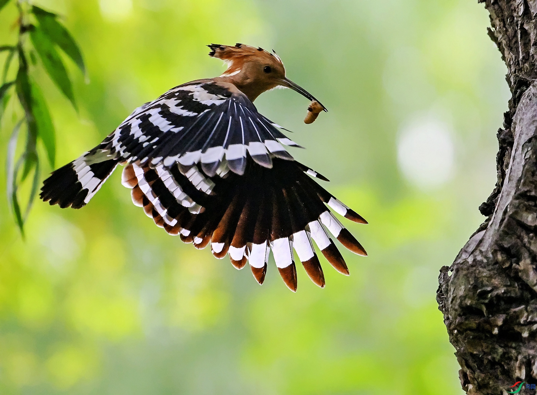 DSC_4939---_conew1.jpg