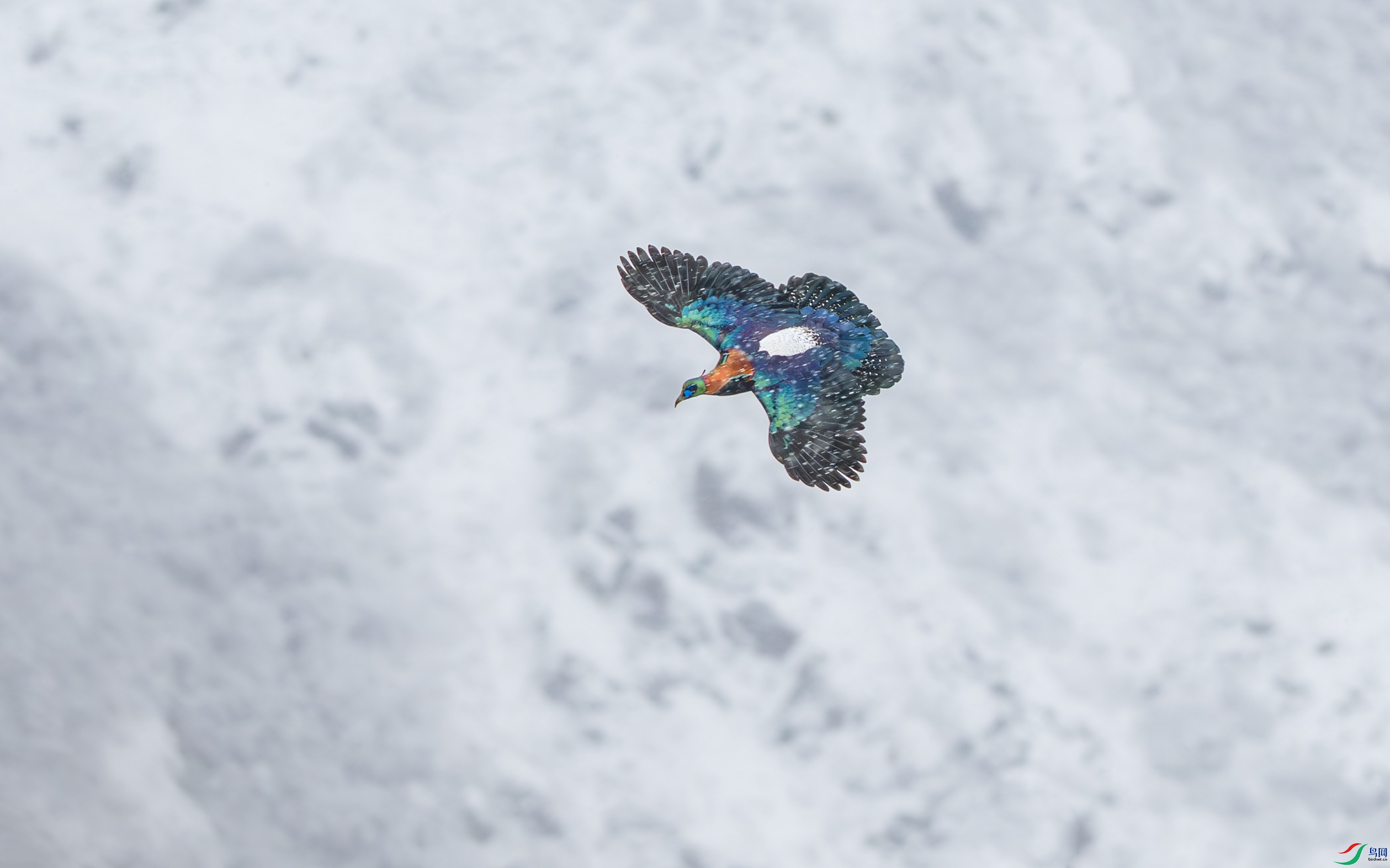 DSC_3632-1.jpg
