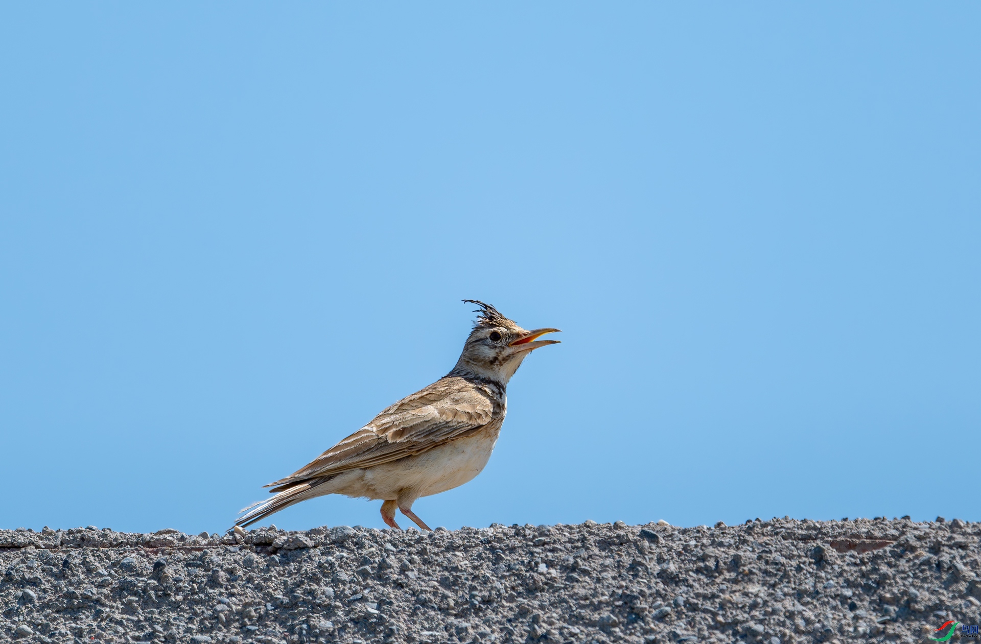DSC_0663.jpg