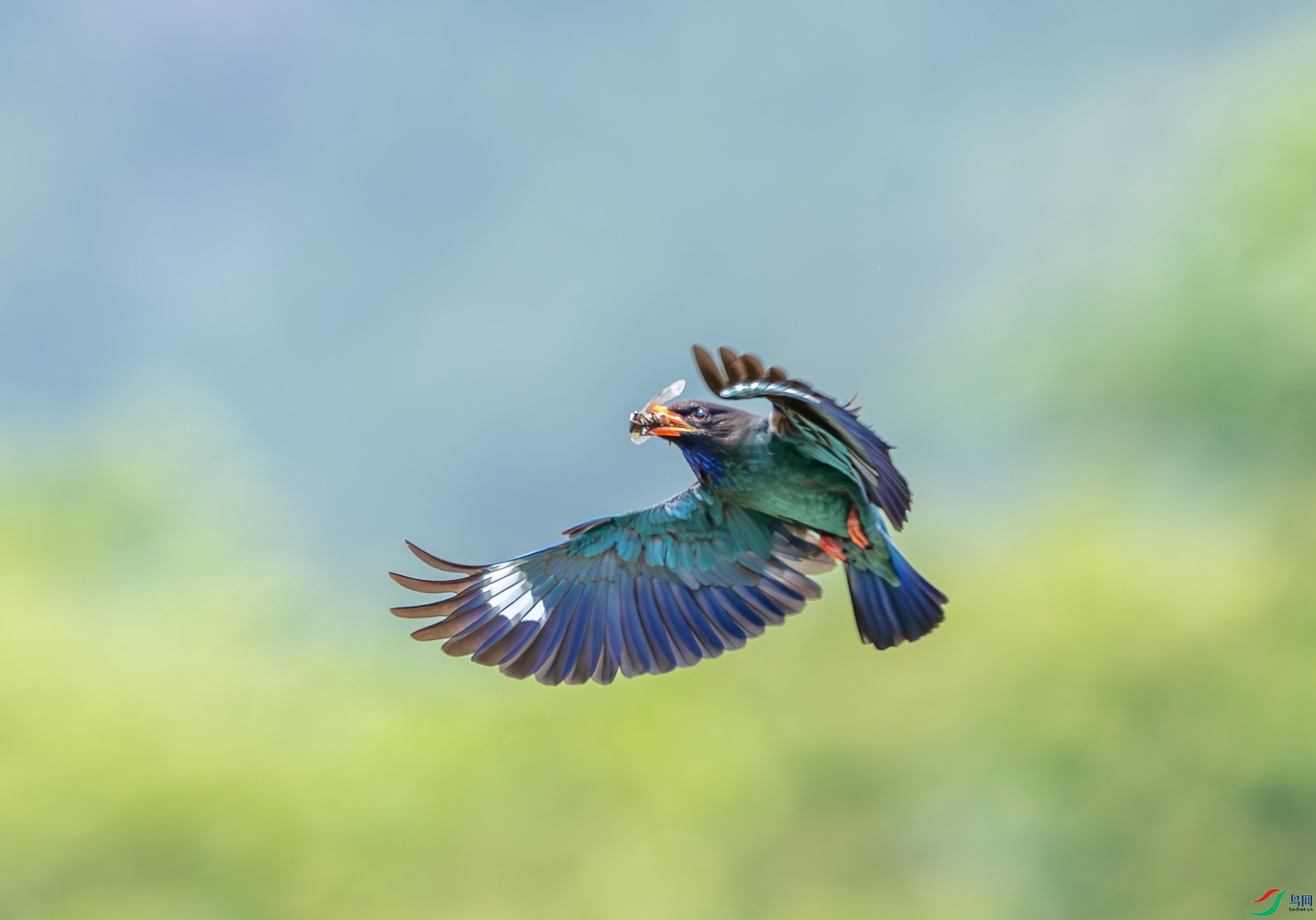 DSC_1064-1.jpg