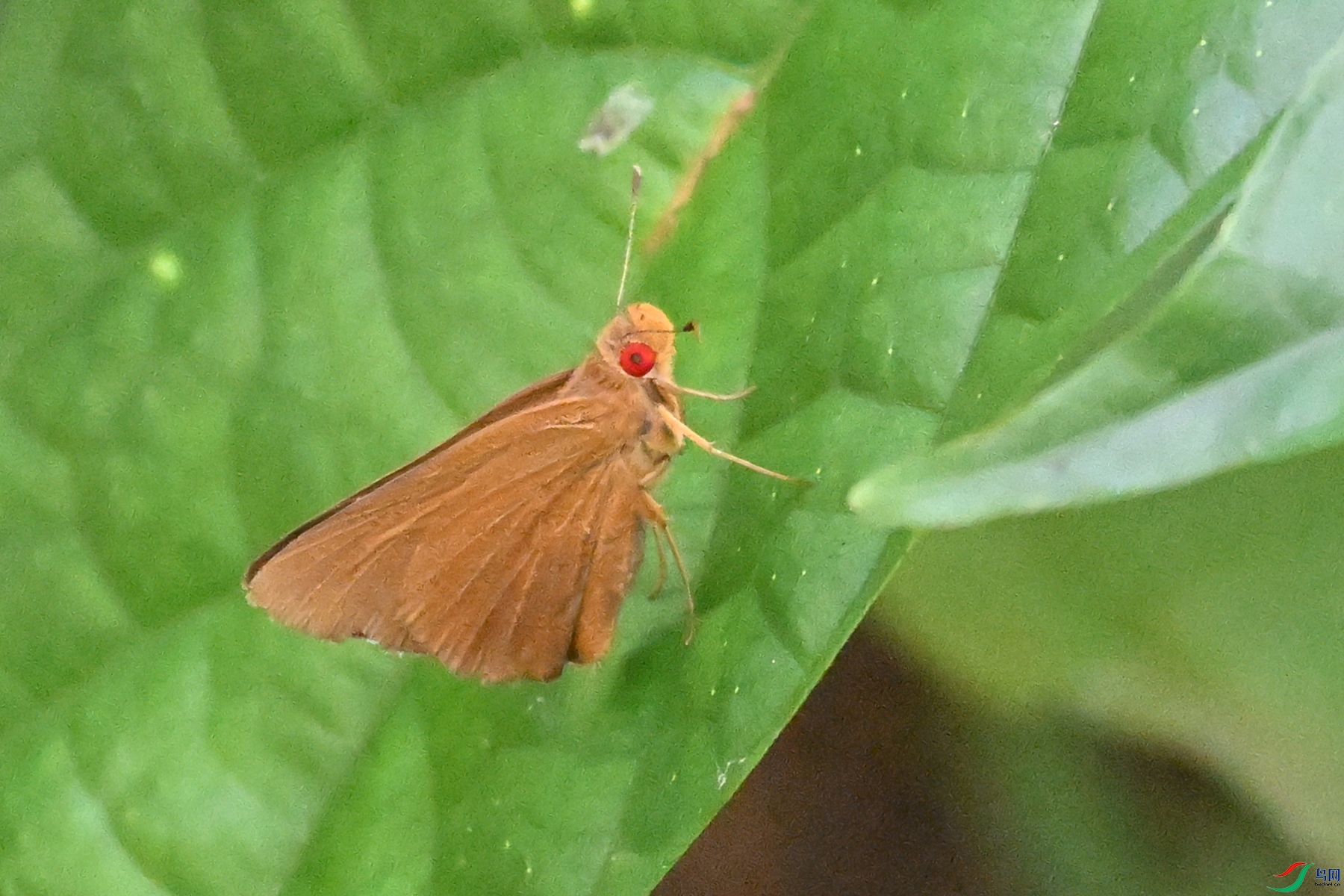 DSC_2339.JPG