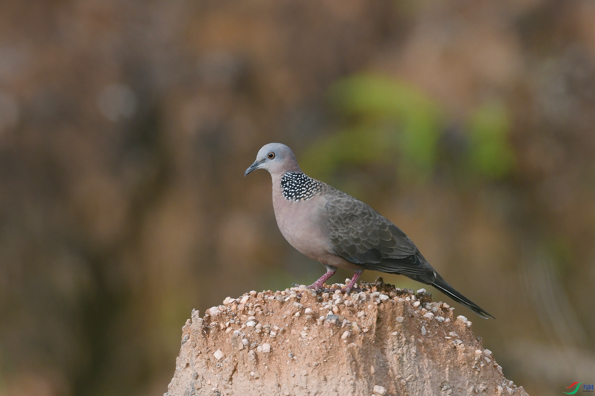 DSC_2053.jpg