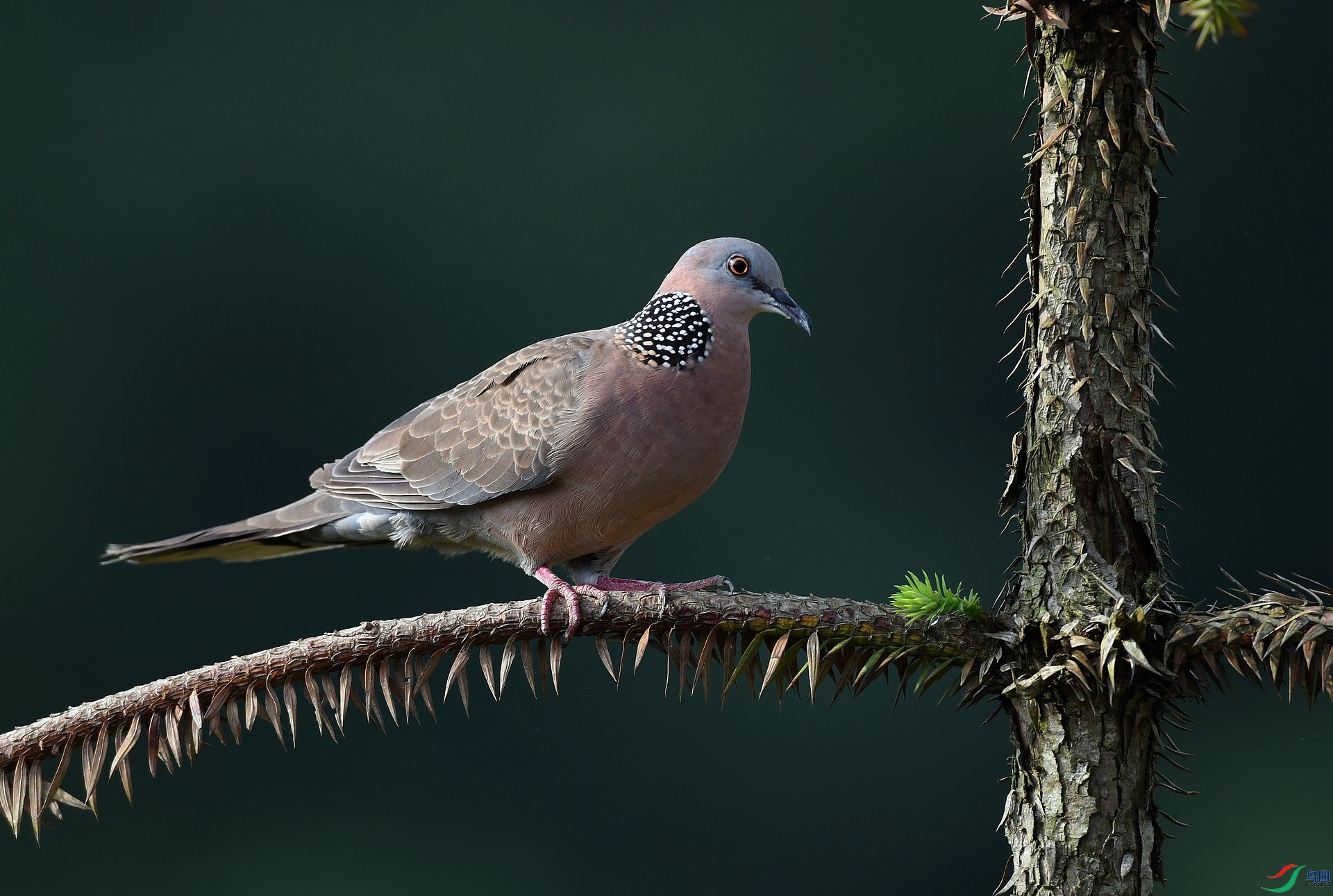 DSC_2047.jpg