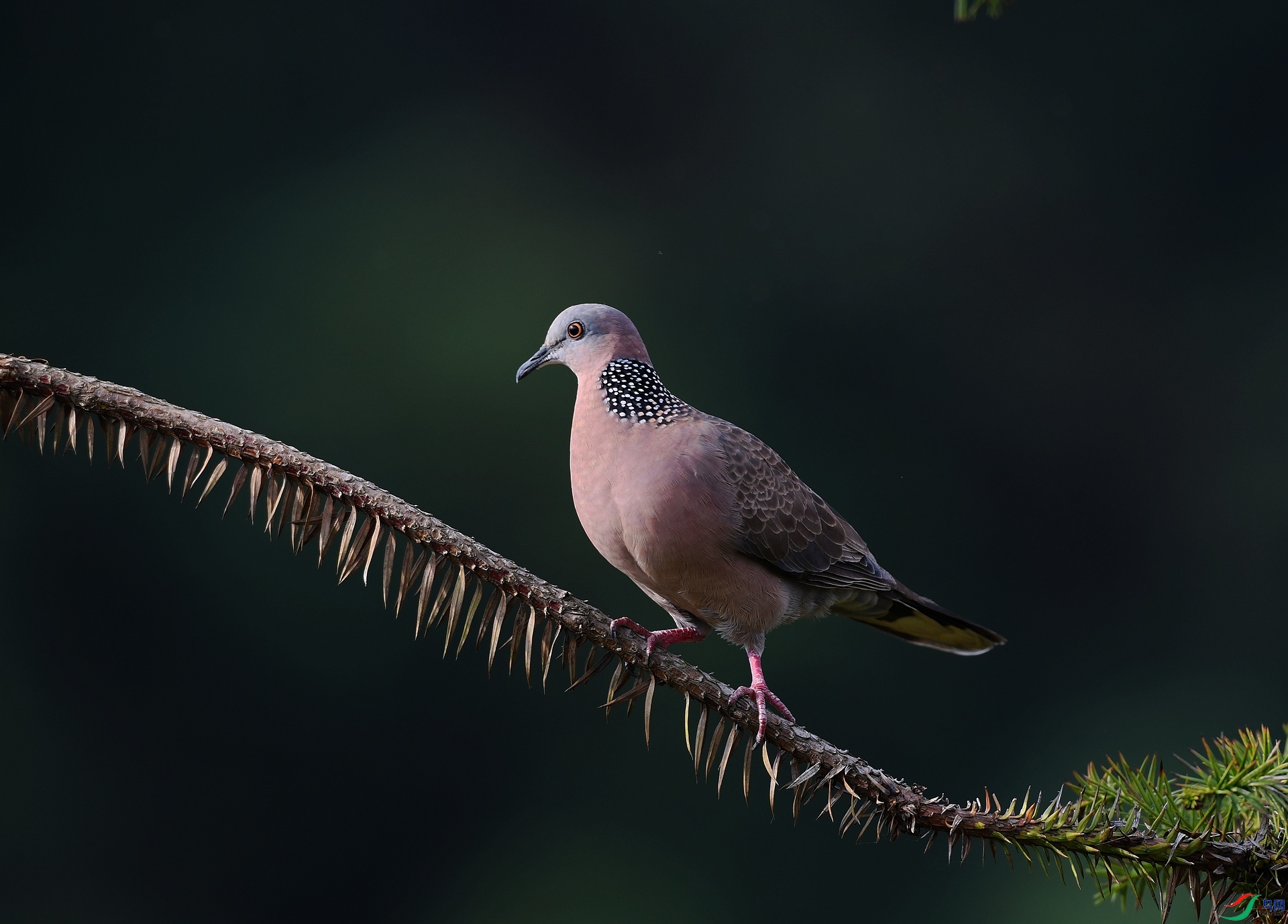 DSC_2025.jpg