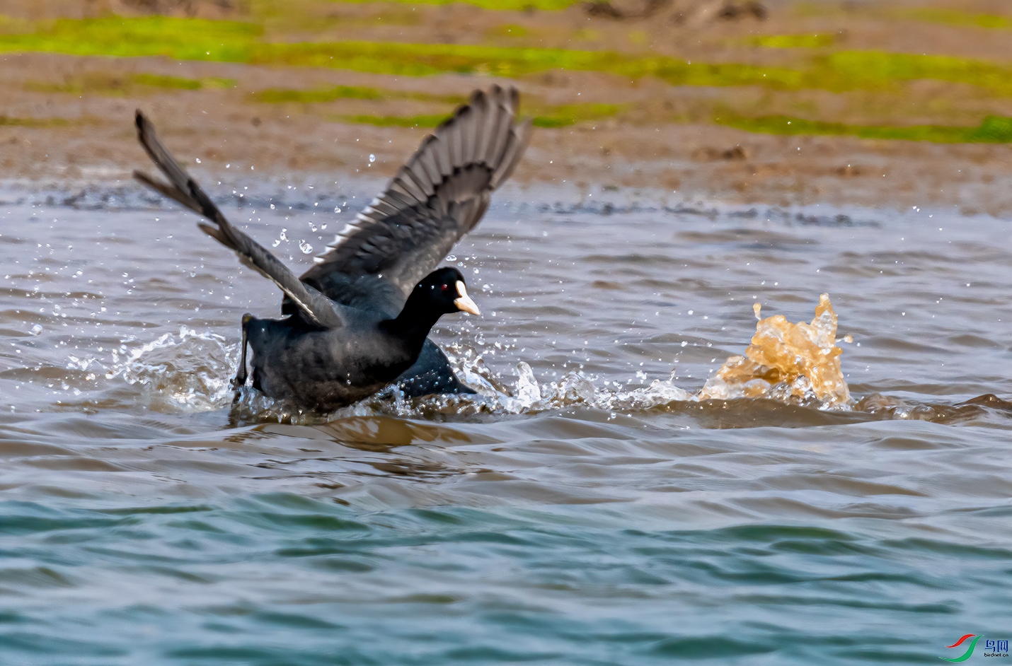 DSC_5925-11.jpg
