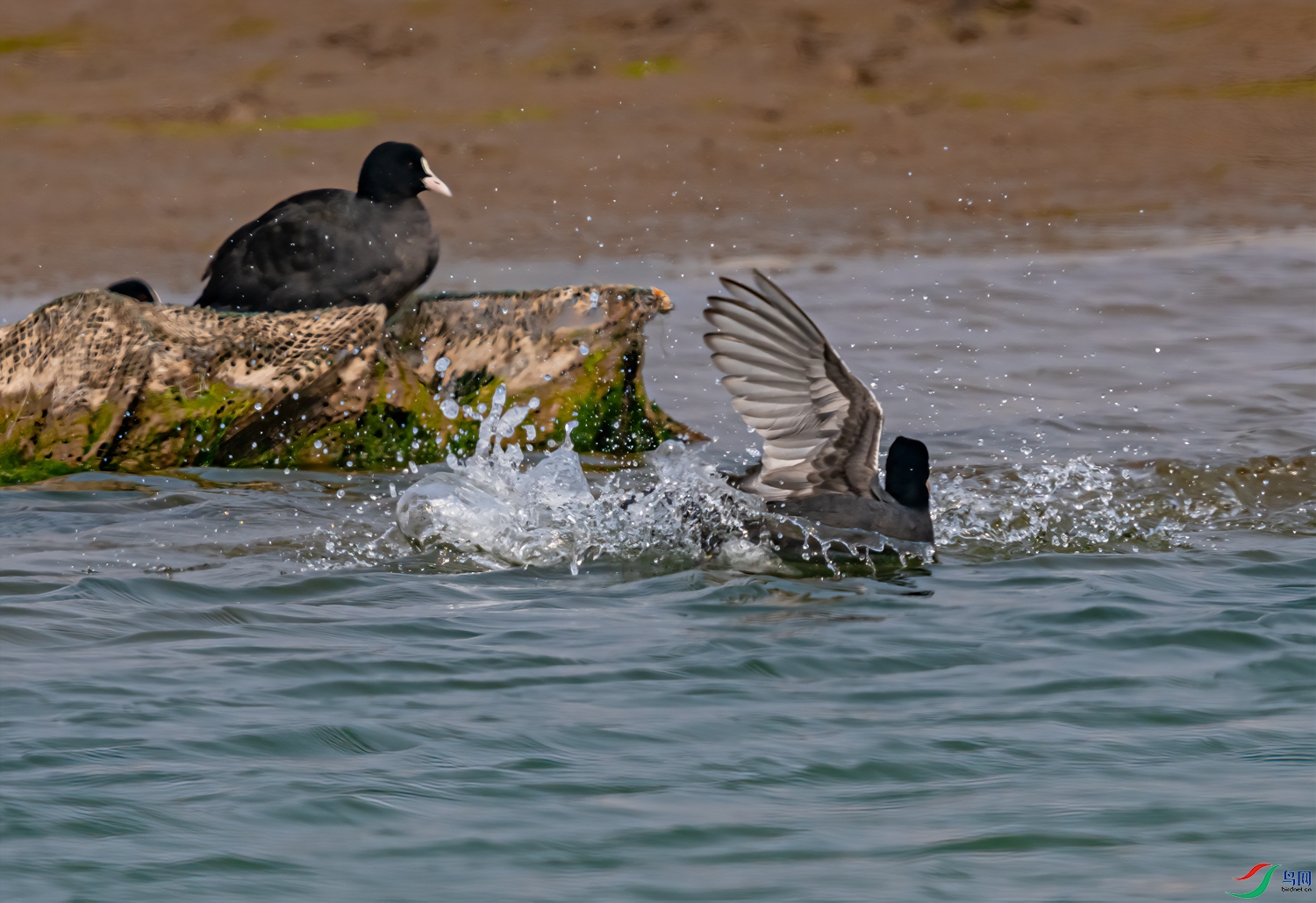 DSC_5998-11.jpg
