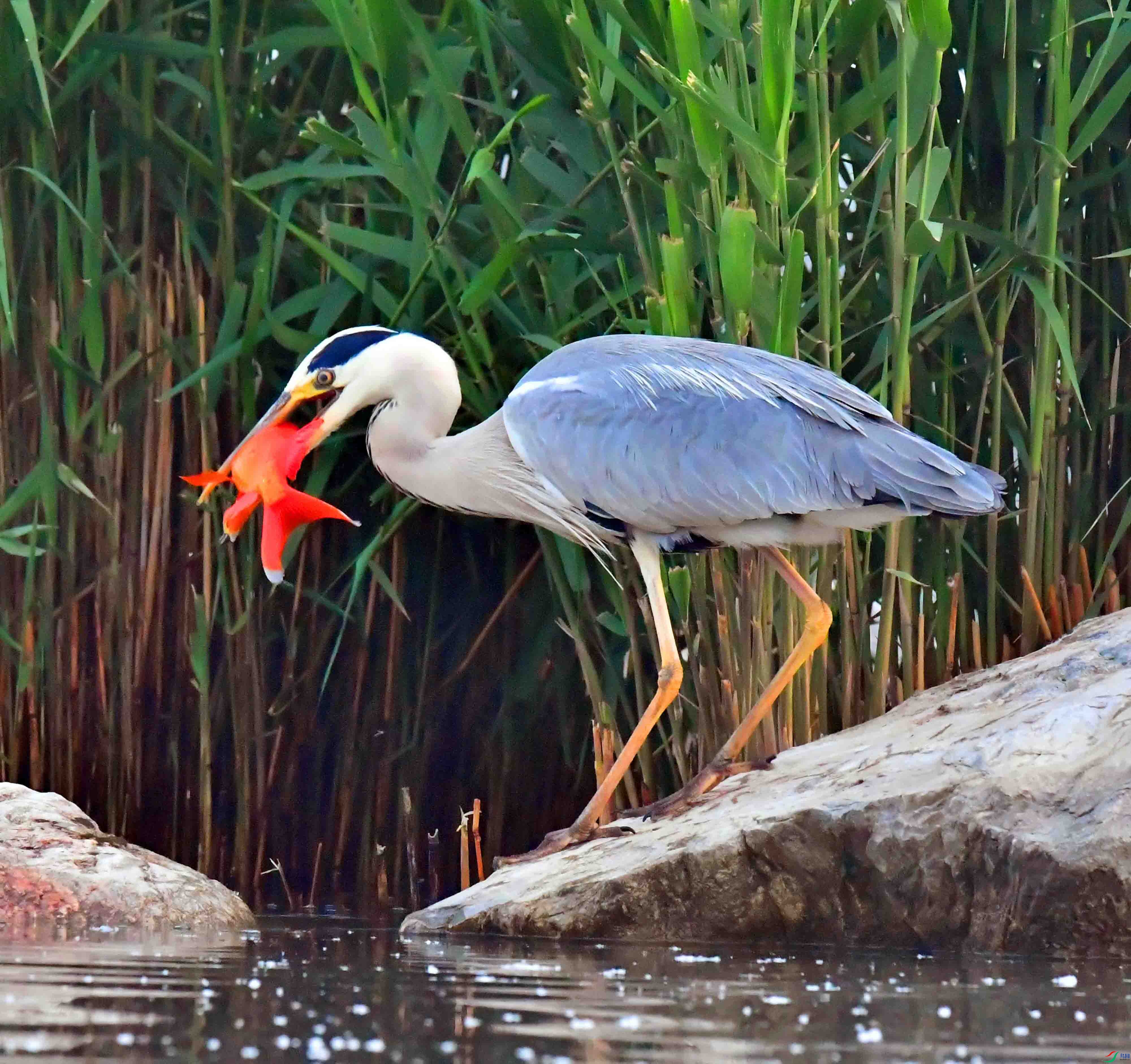 DSC_9593.JPG