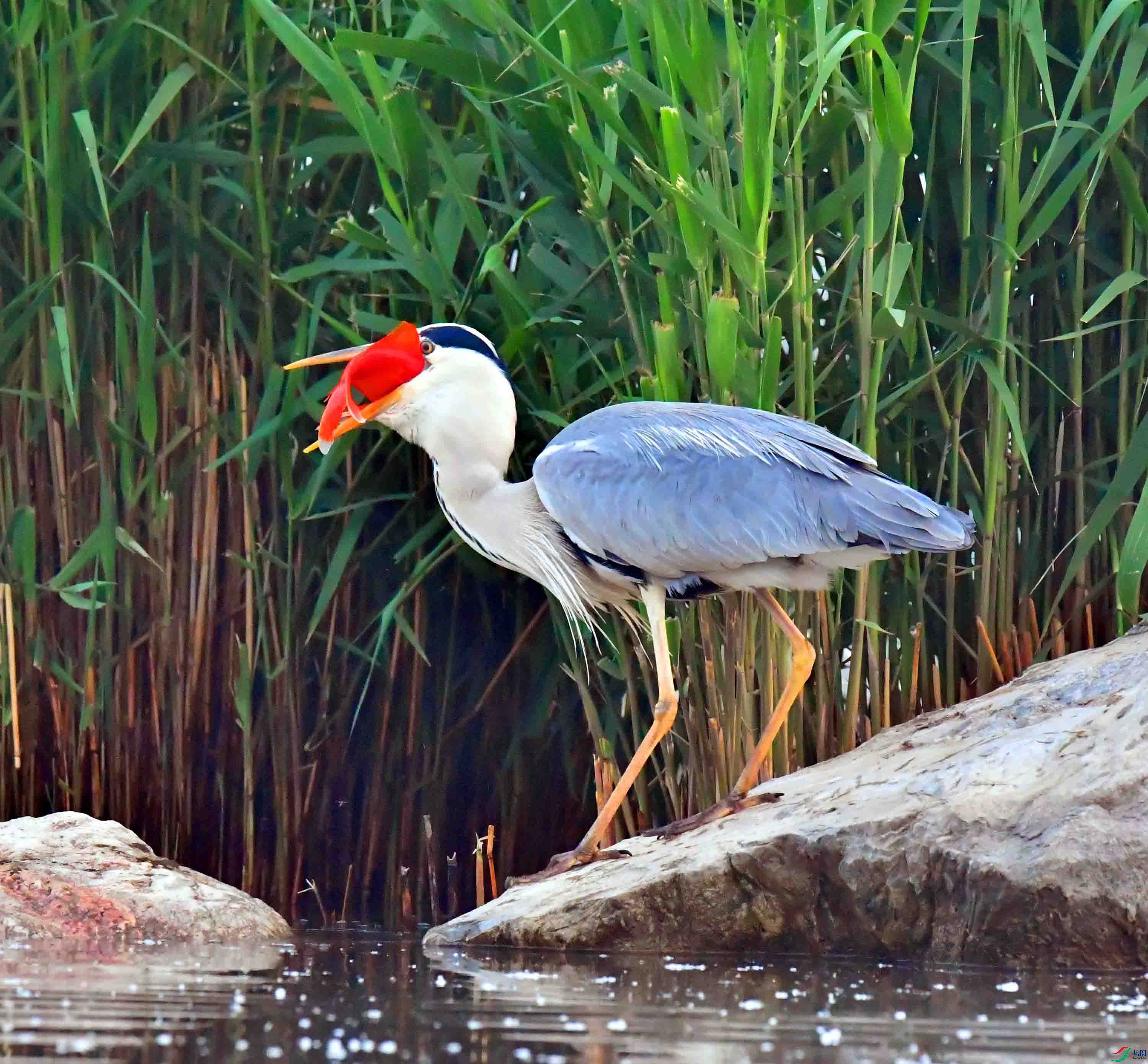 DSC_9600.JPG