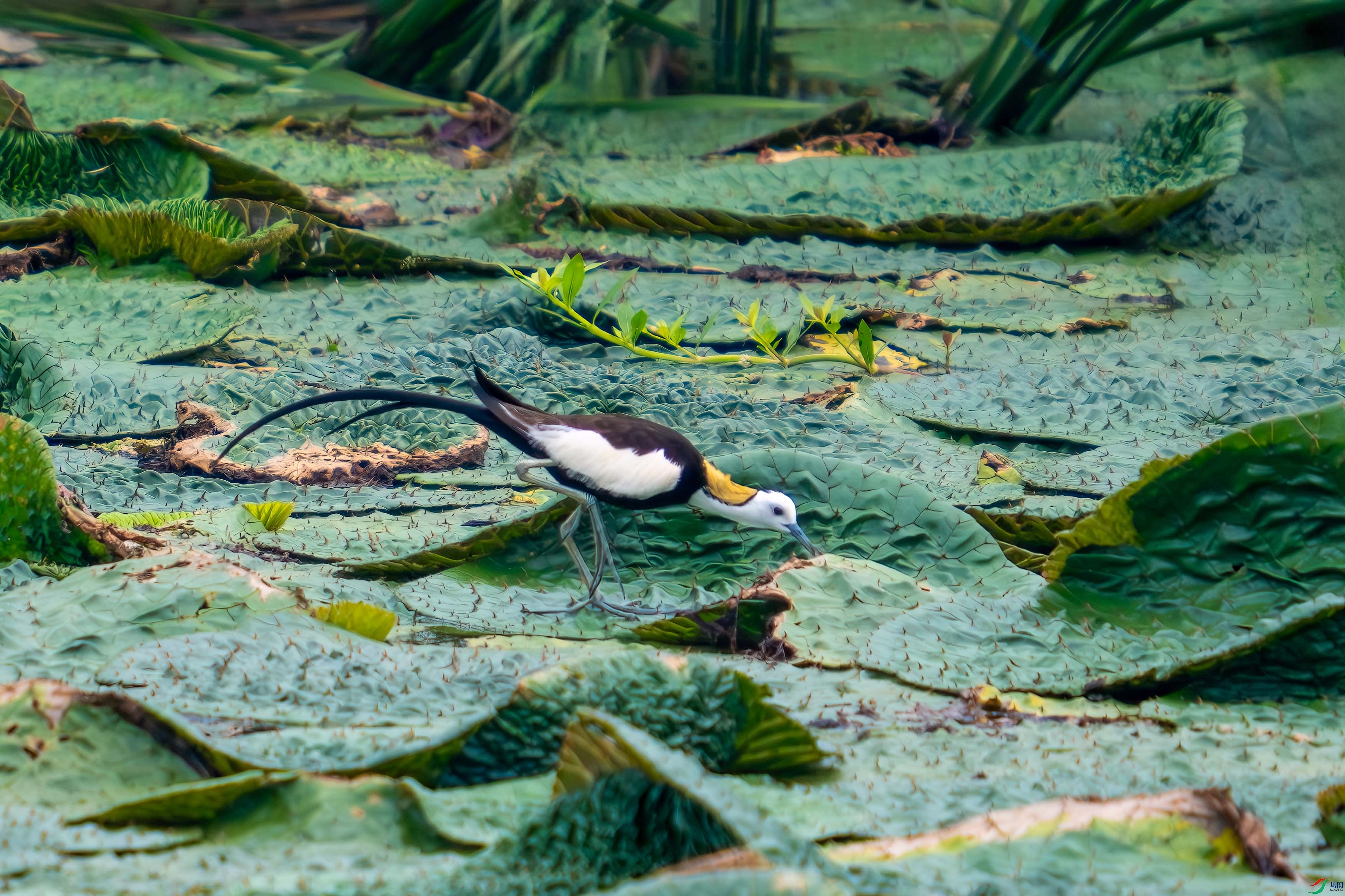 _DSC8425.jpg