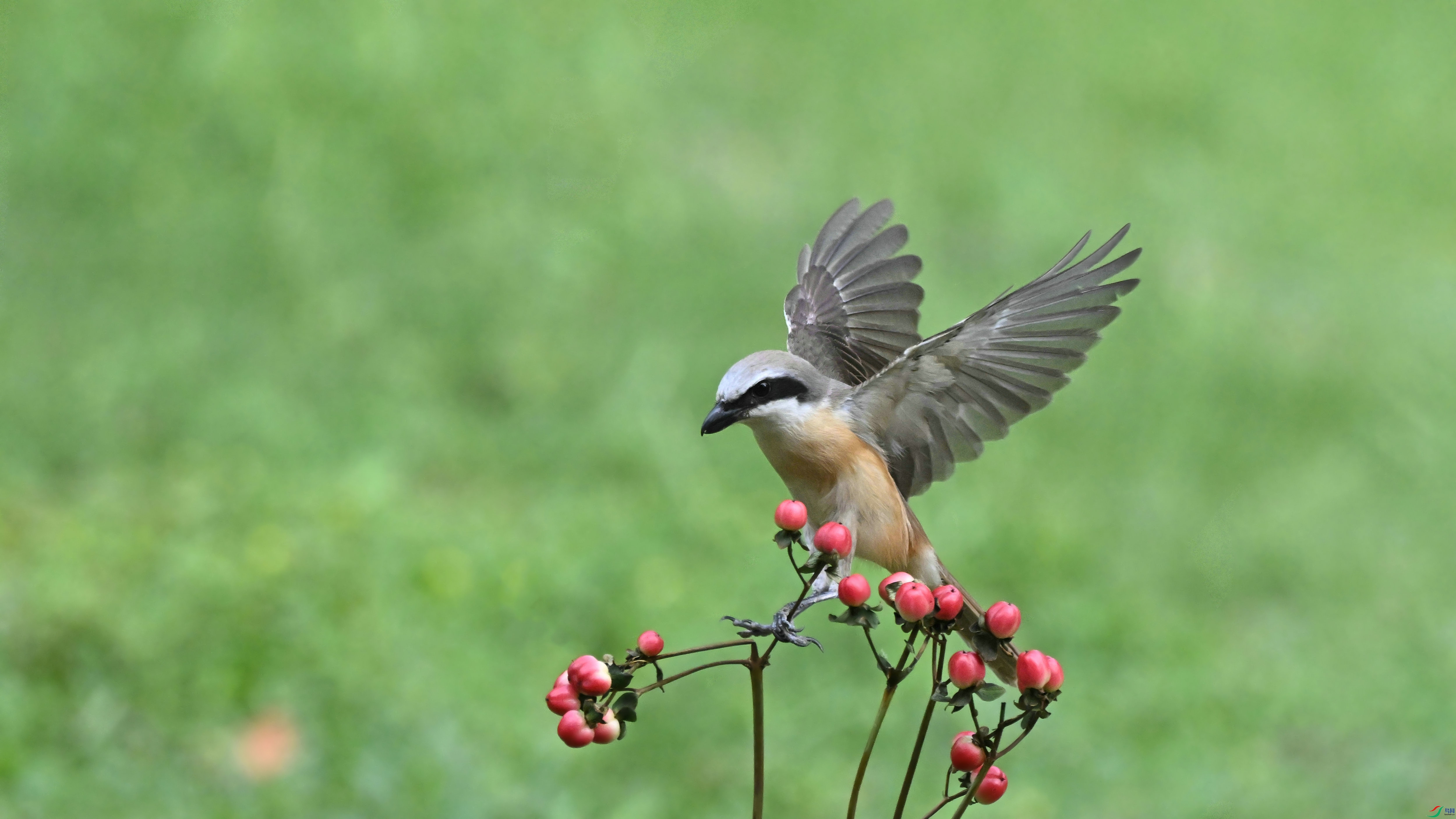 DSC_2645.JPG
