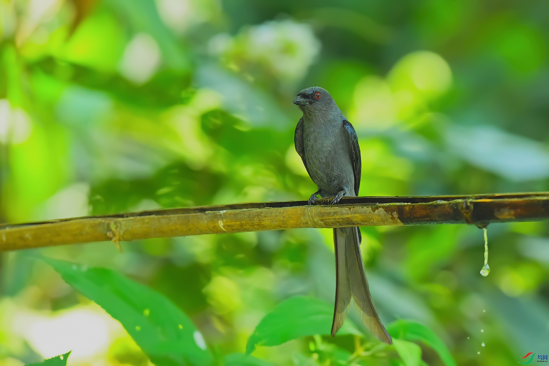 DSC_2453_DxO.jpga.jpg