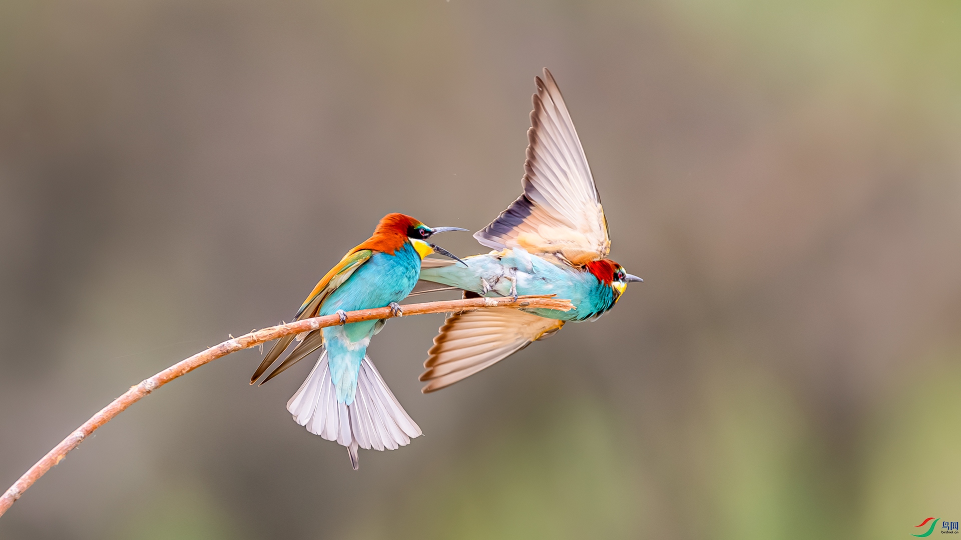 _M8A6626-����ǿ-NR.jpg