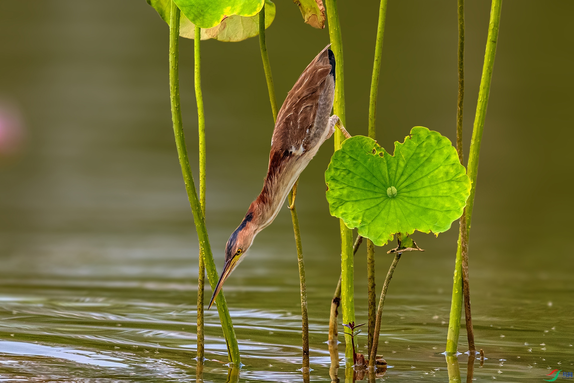 _AUU7955 ��έ�Z(25.7.29).jpg