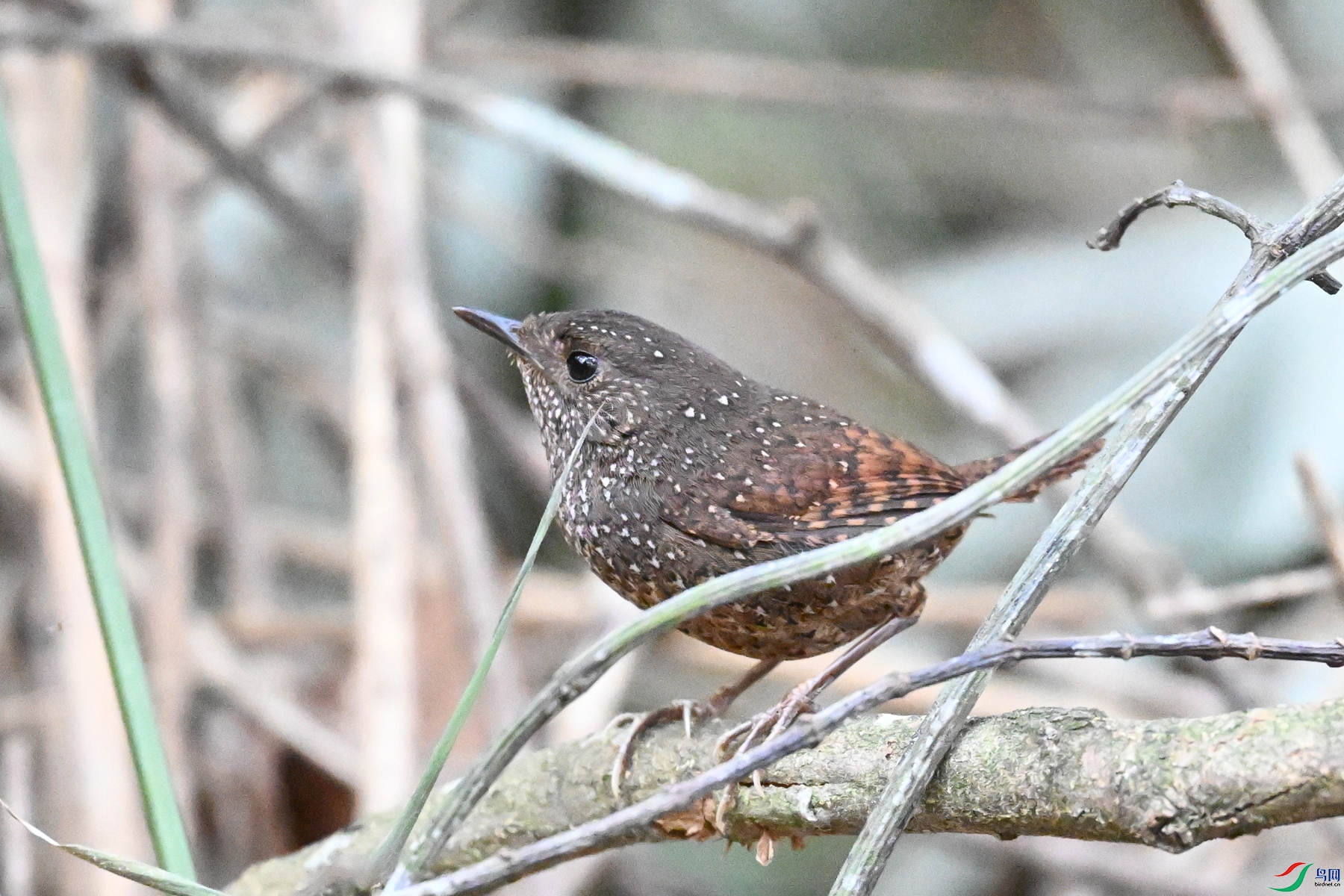 DSC_9426.JPG