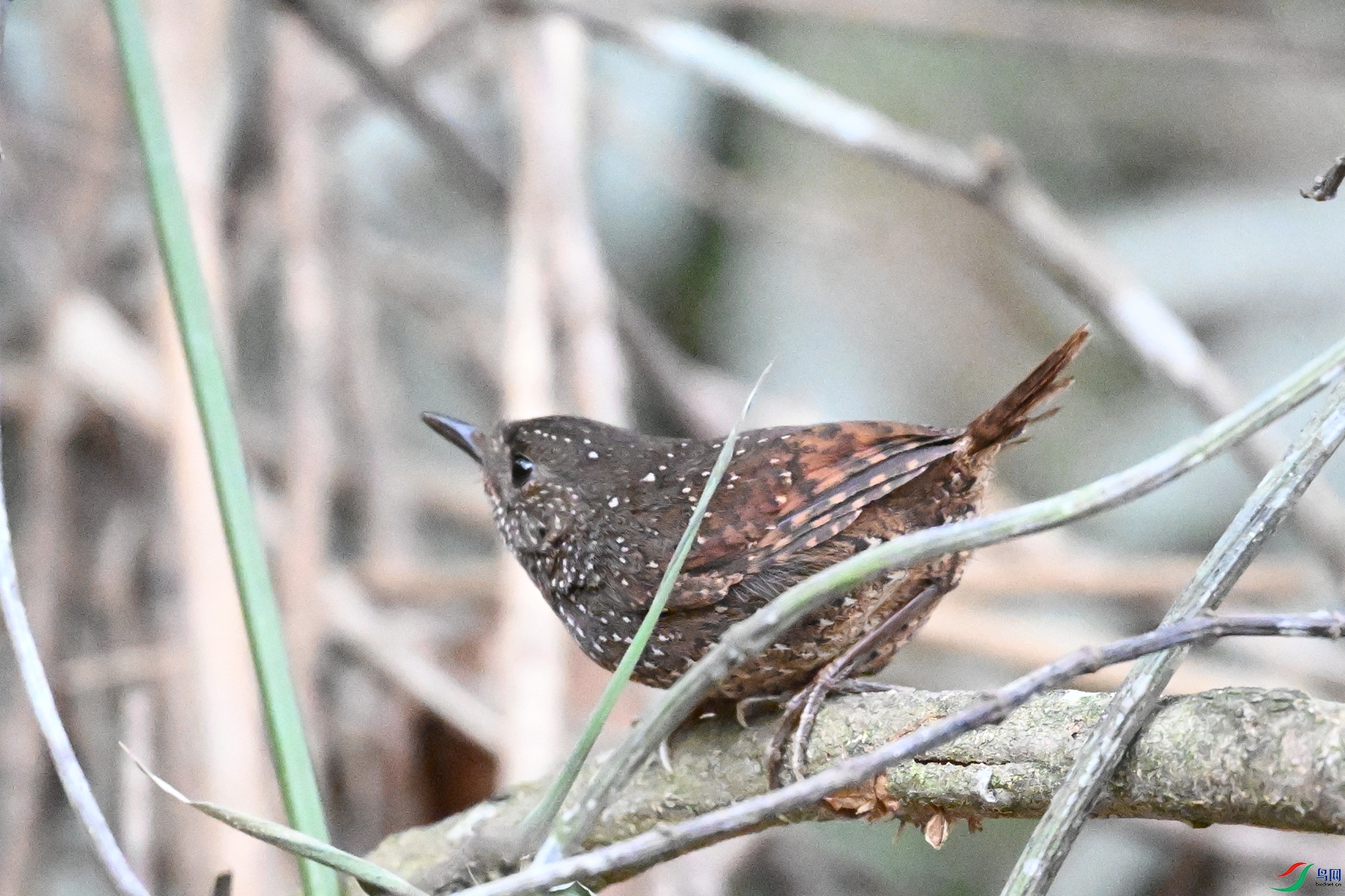 DSC_9432.JPG