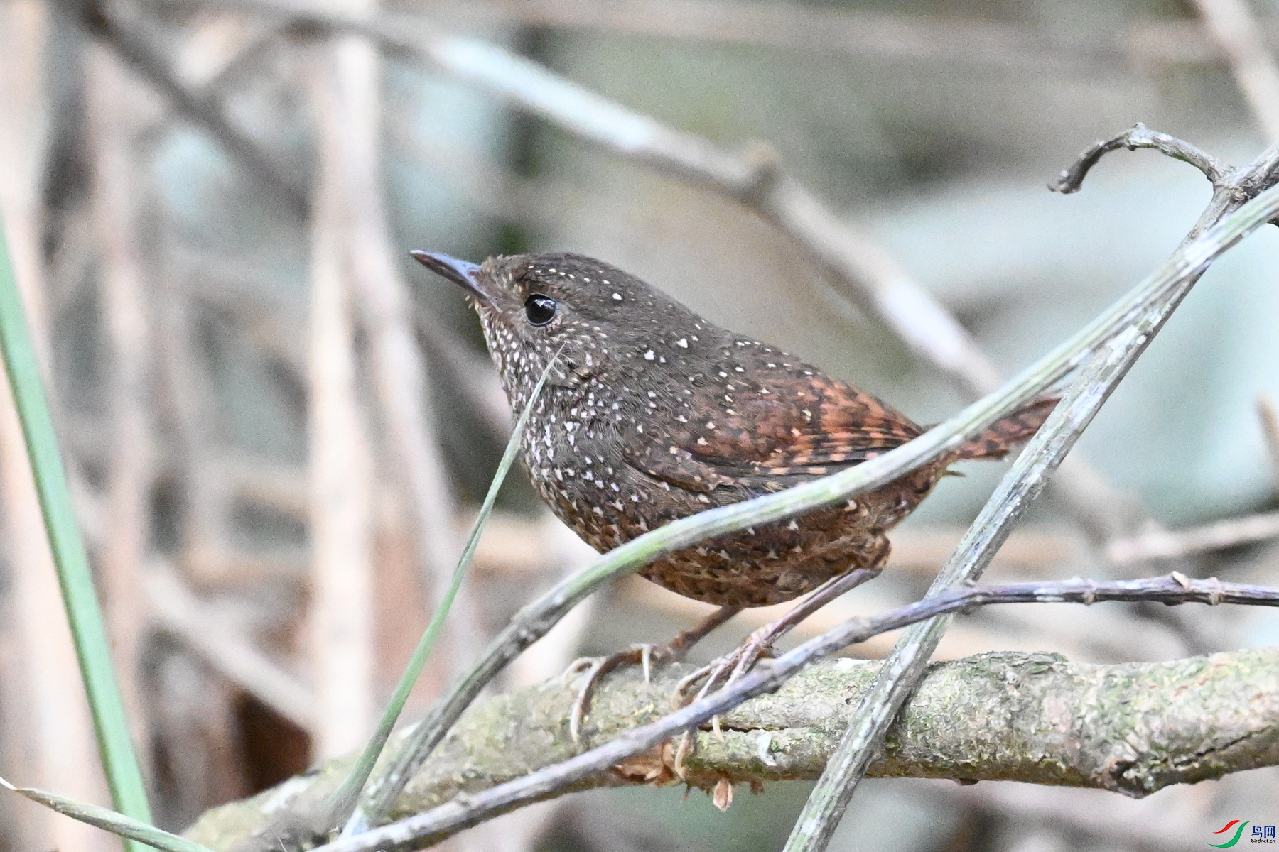 DSC_9424.JPG