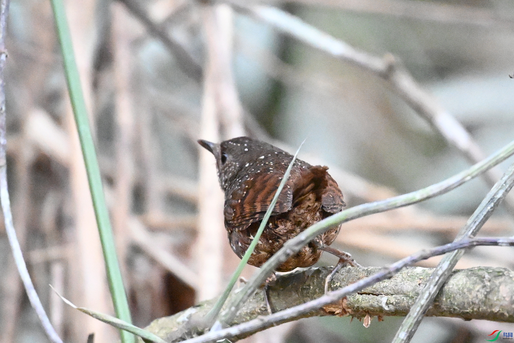 DSC_9434.JPG