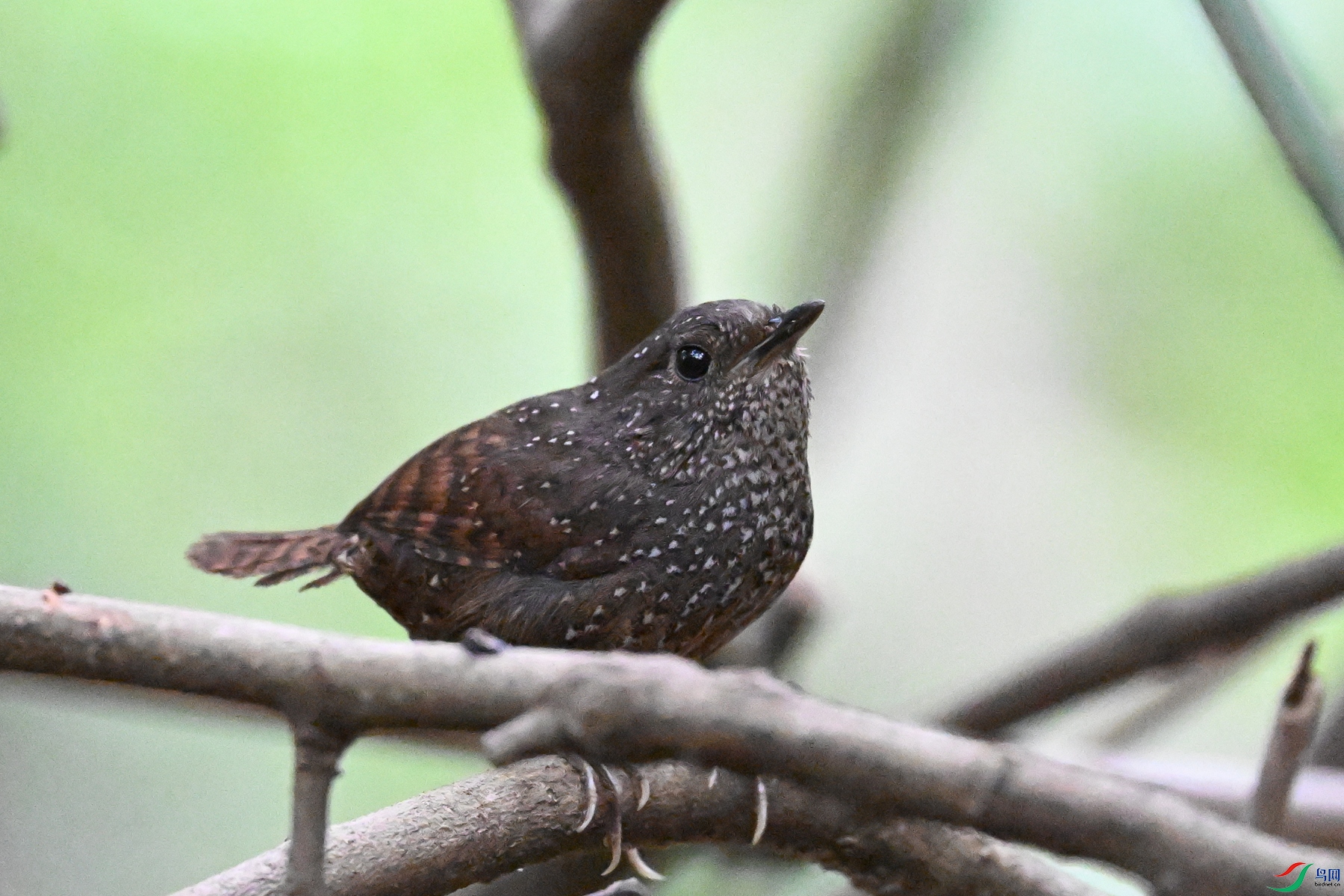 DSC_9412.JPG