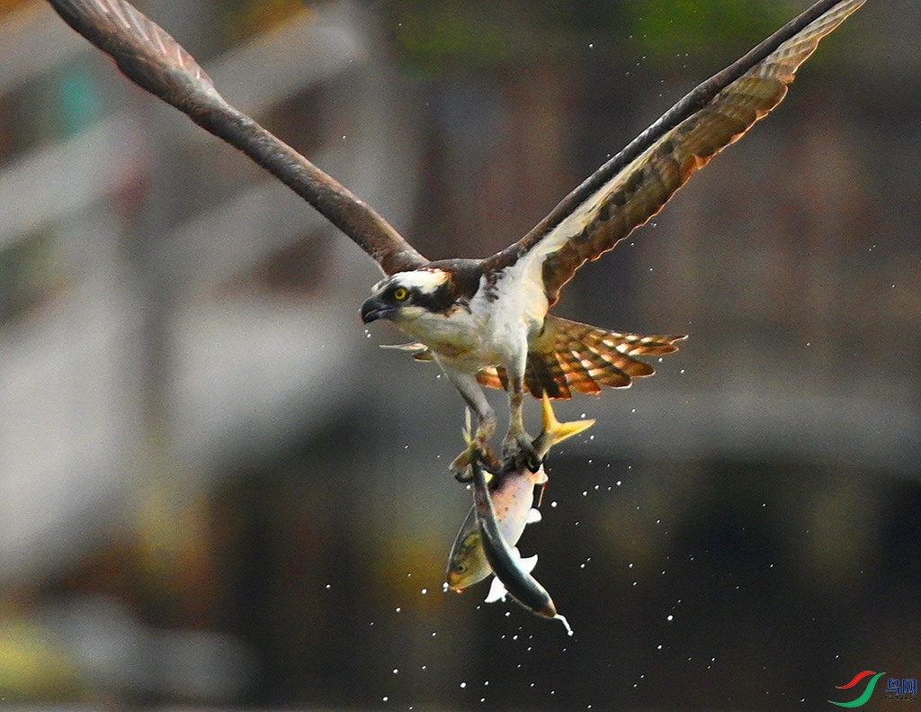 DSC_3202.JPG