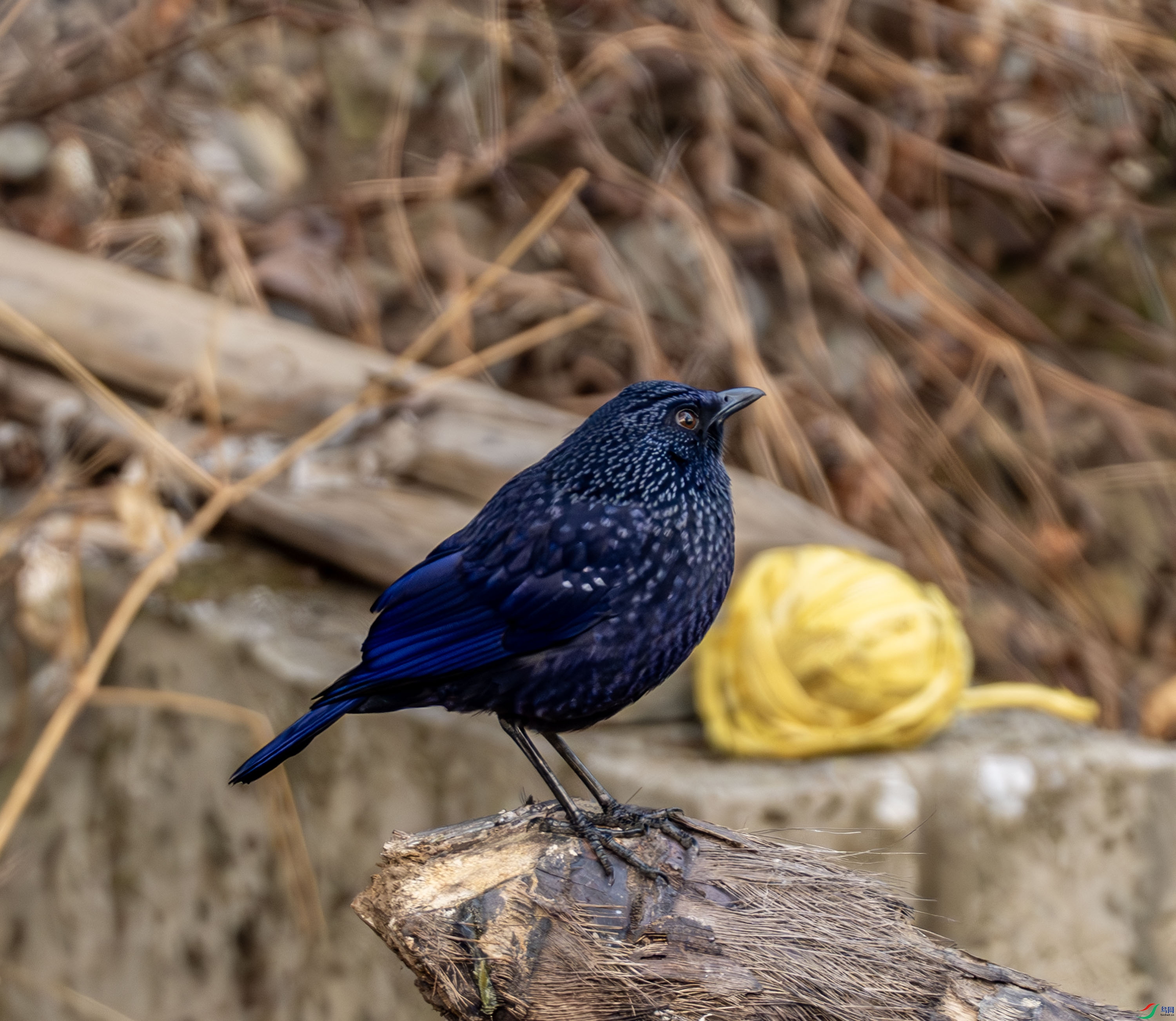 ��Х�-02-1.jpg