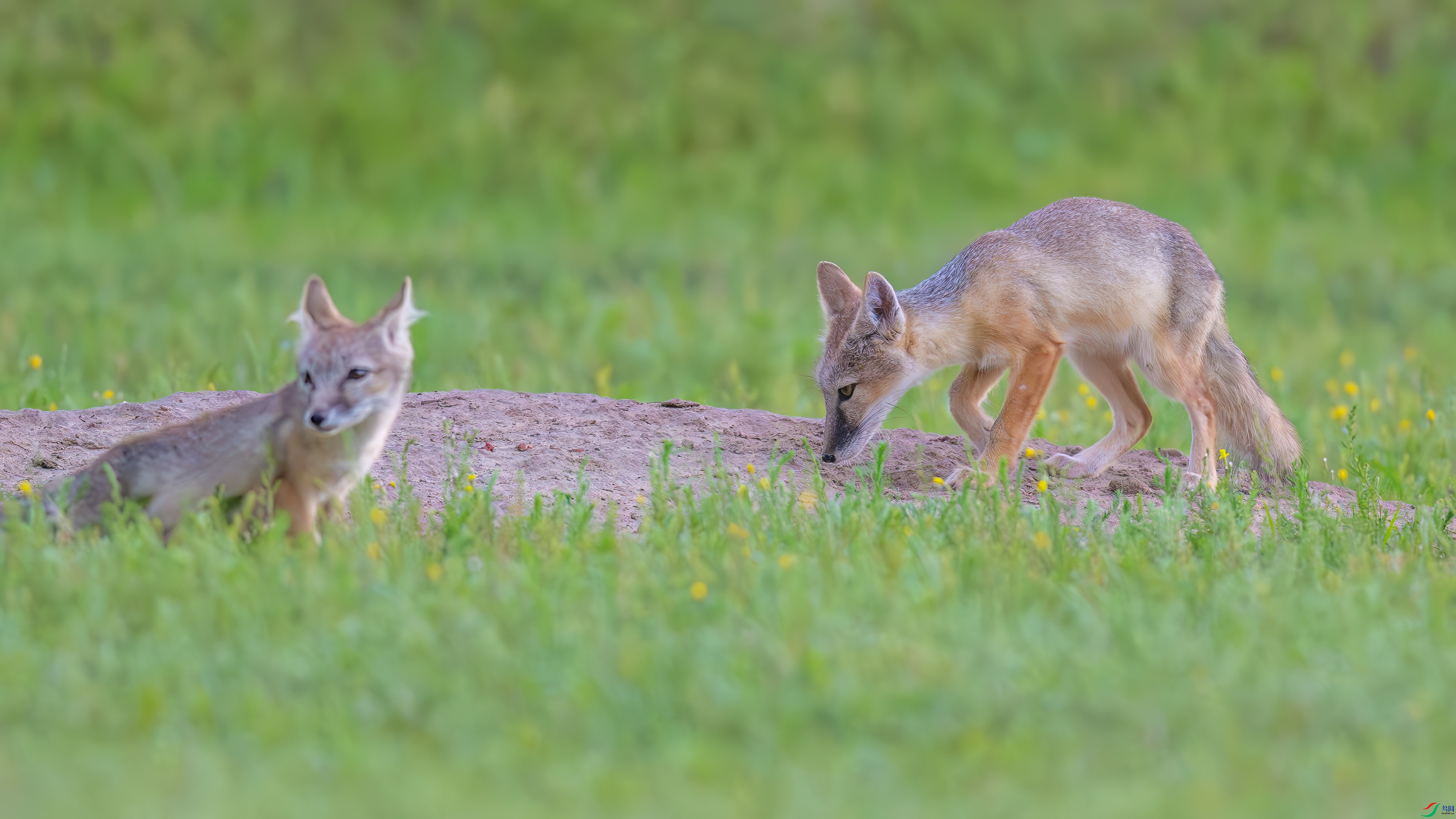 DSC_4248.jpg