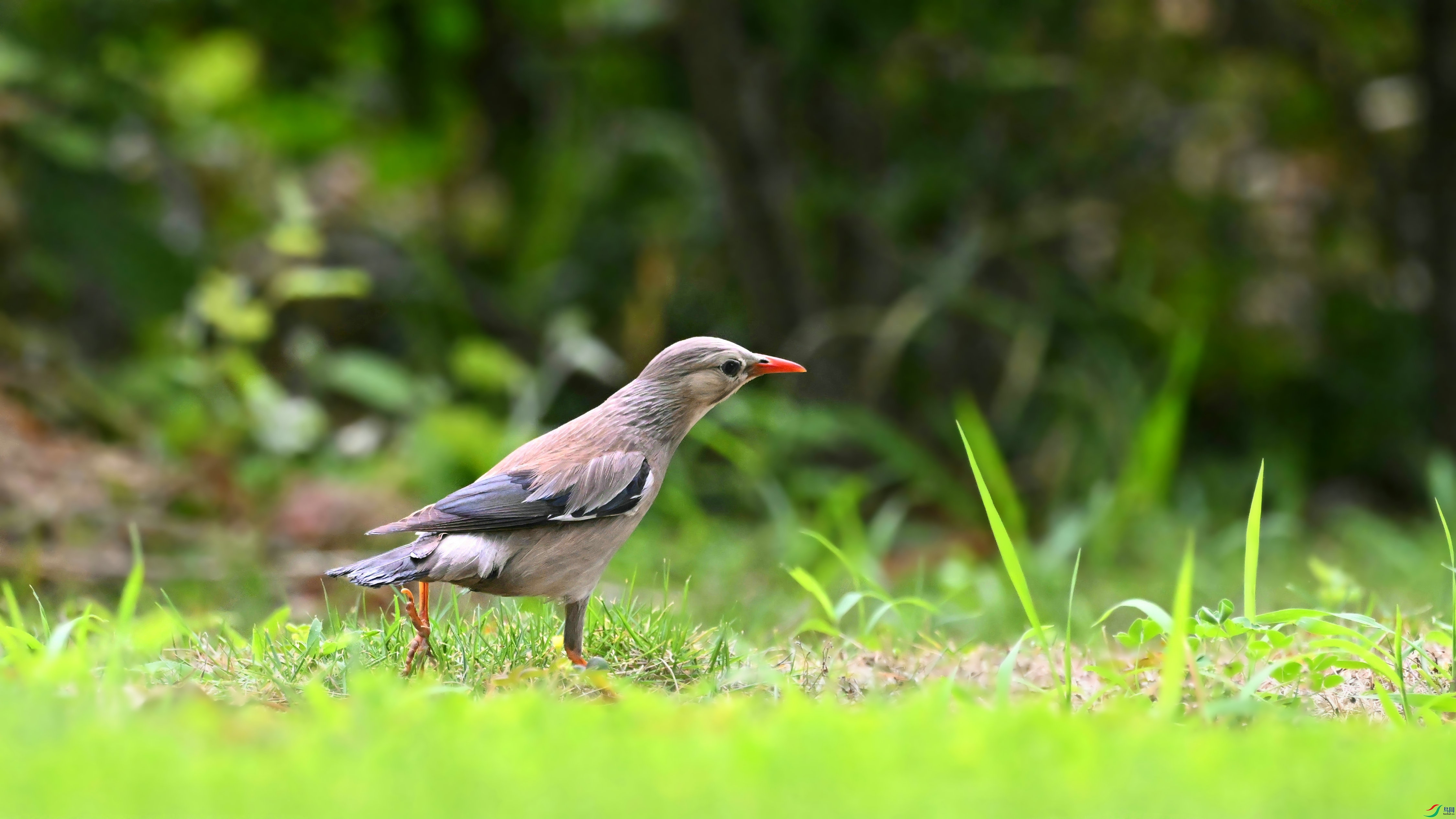 DSC_2711.JPG