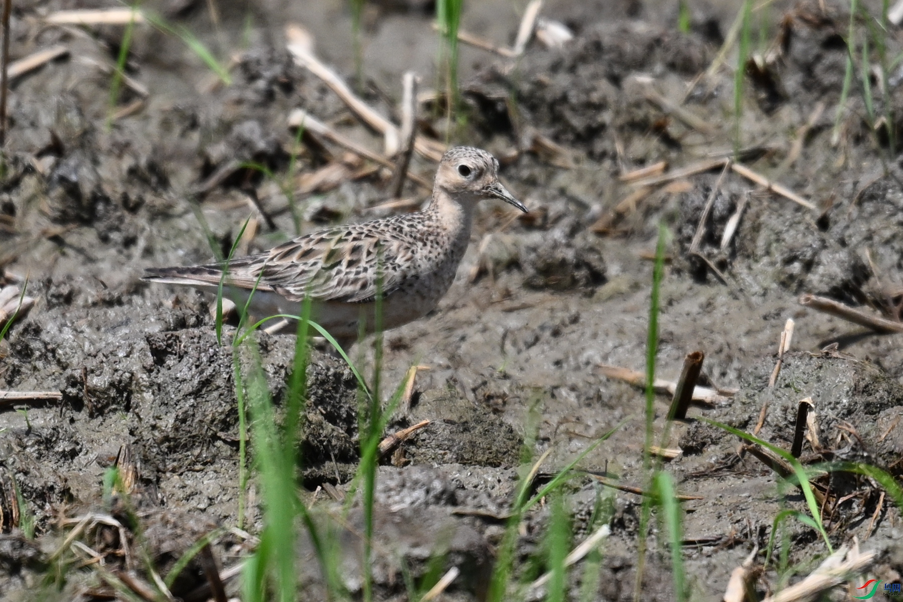 DSC_4886.JPG