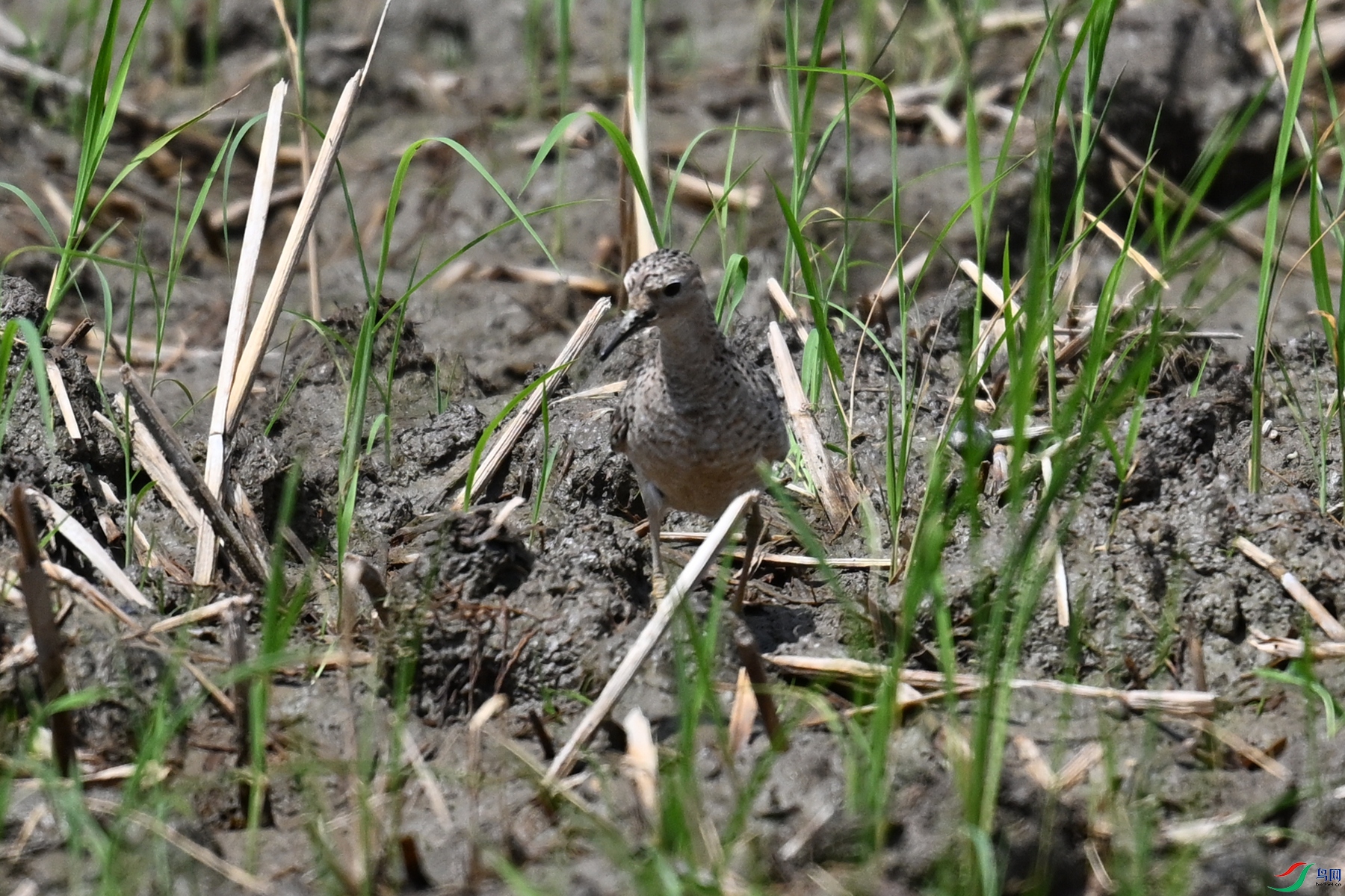 DSC_4858.JPG