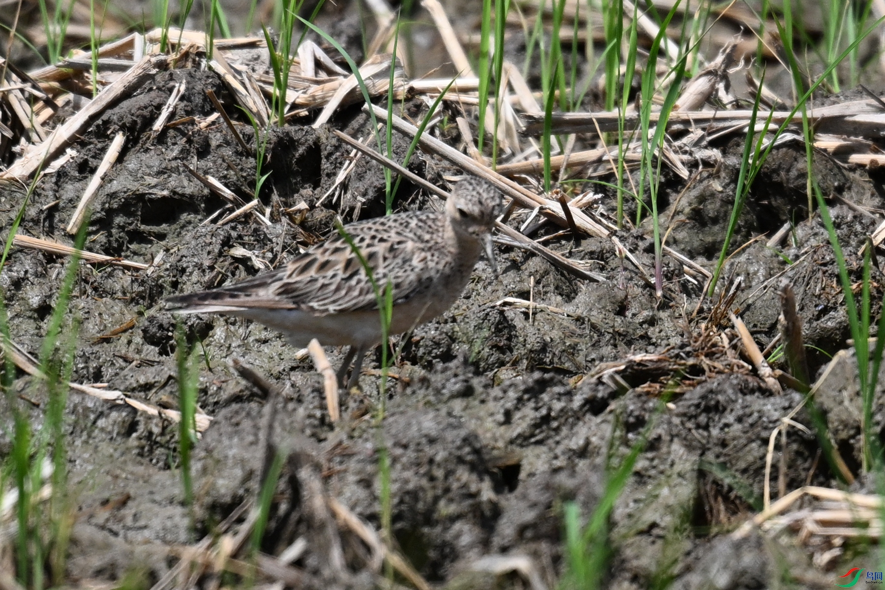 DSC_4890.JPG