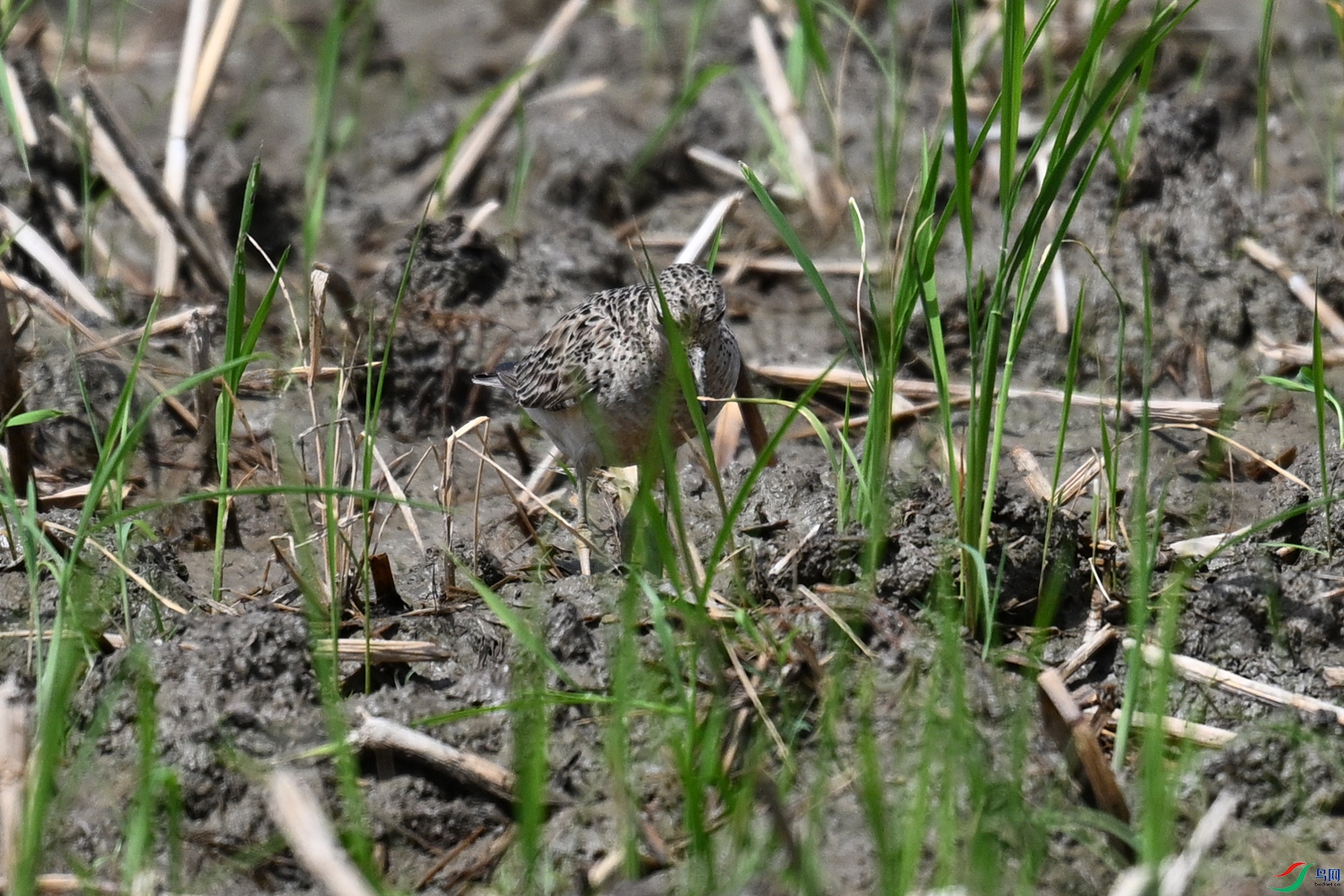 DSC_4863.JPG