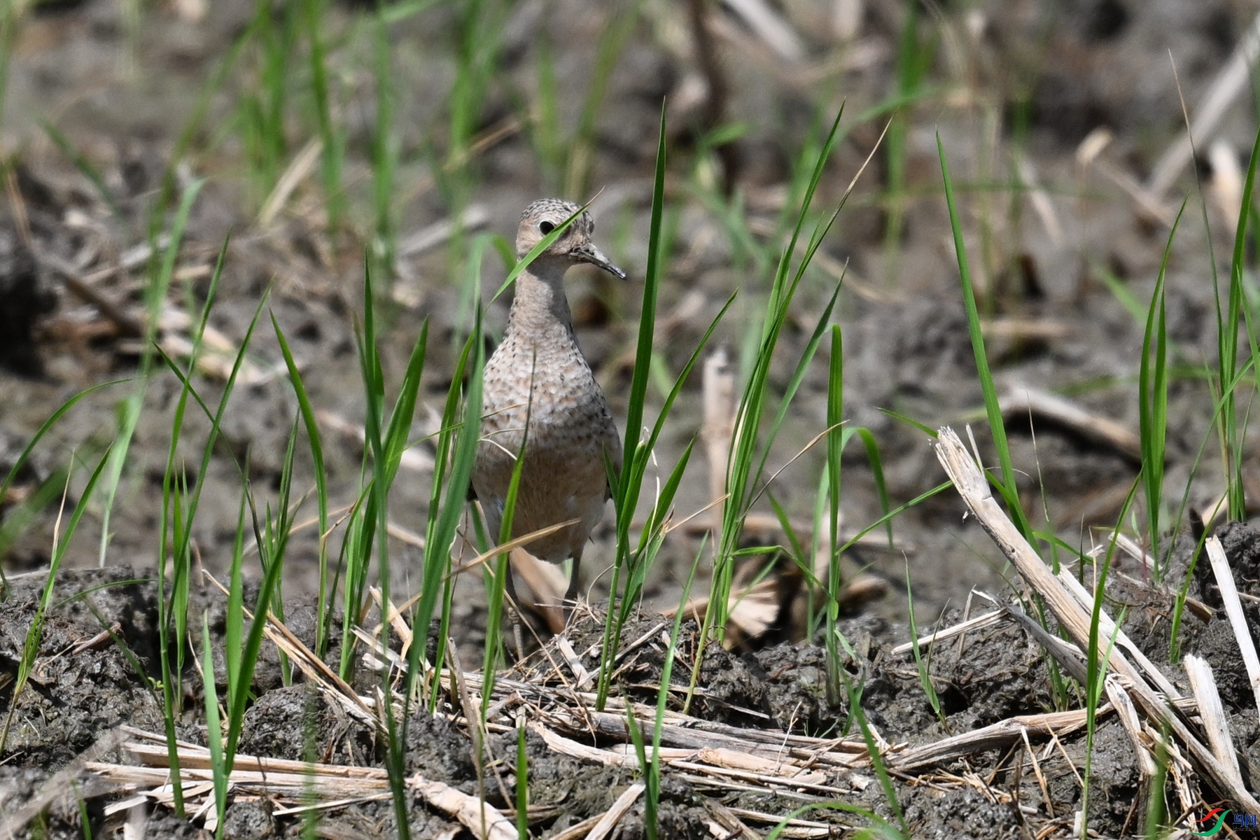 DSC_4867.JPG