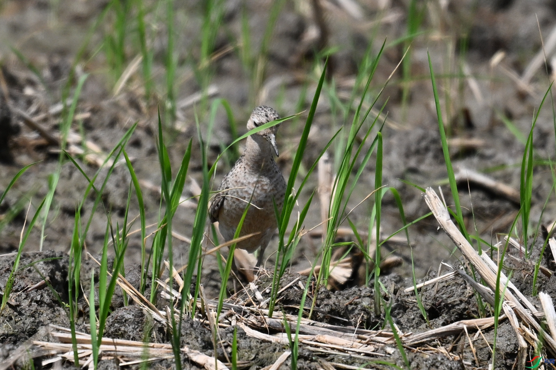 DSC_4870.JPG