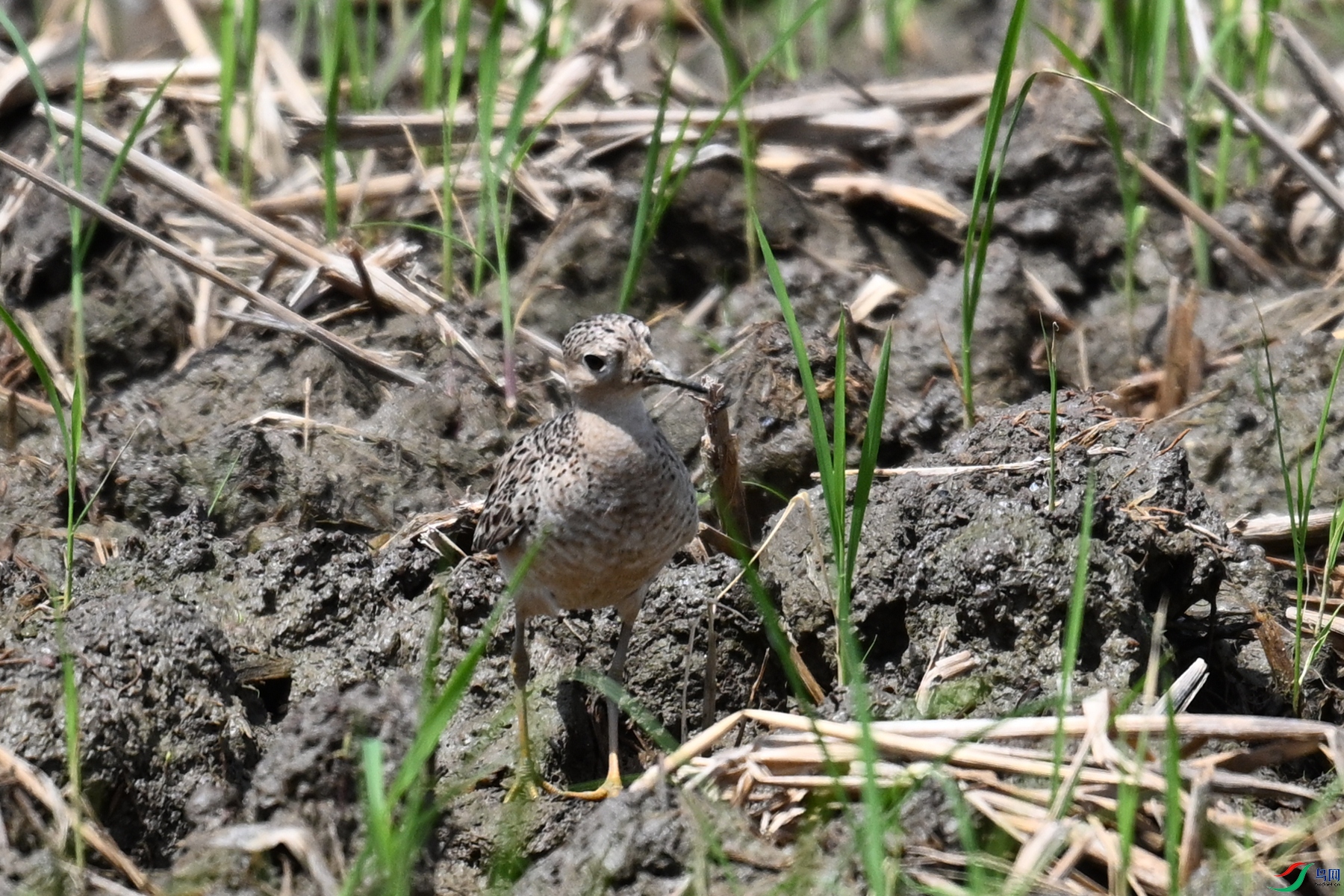 DSC_4903.JPG