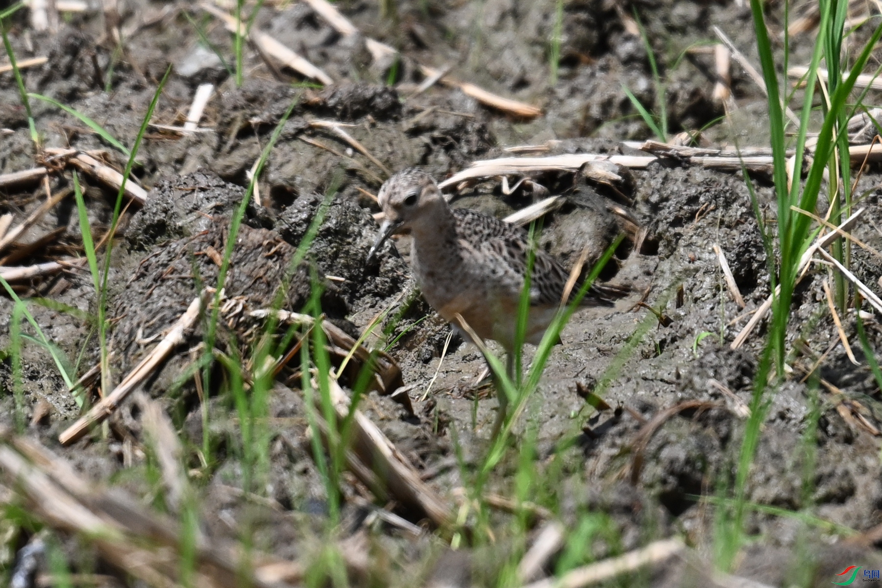 DSC_4909.JPG