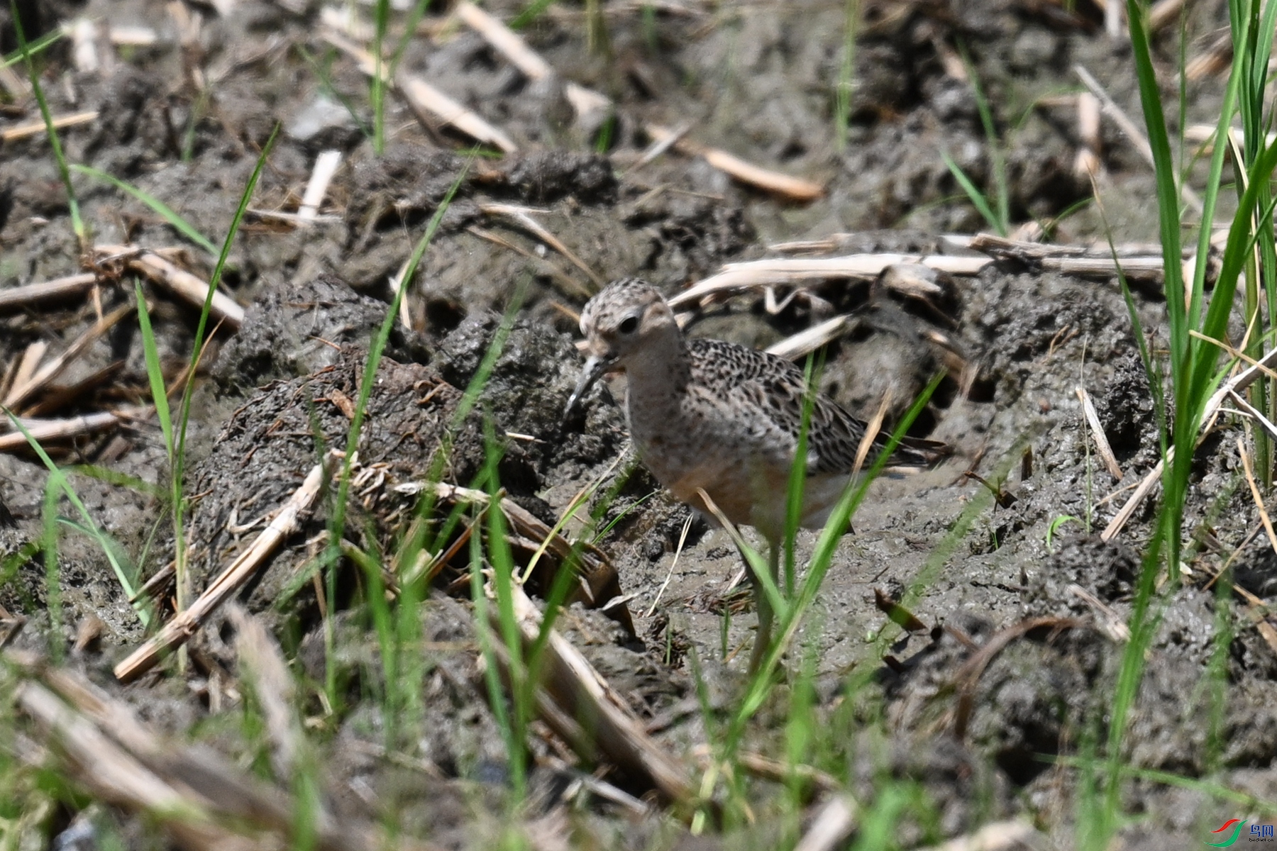 DSC_4910.JPG