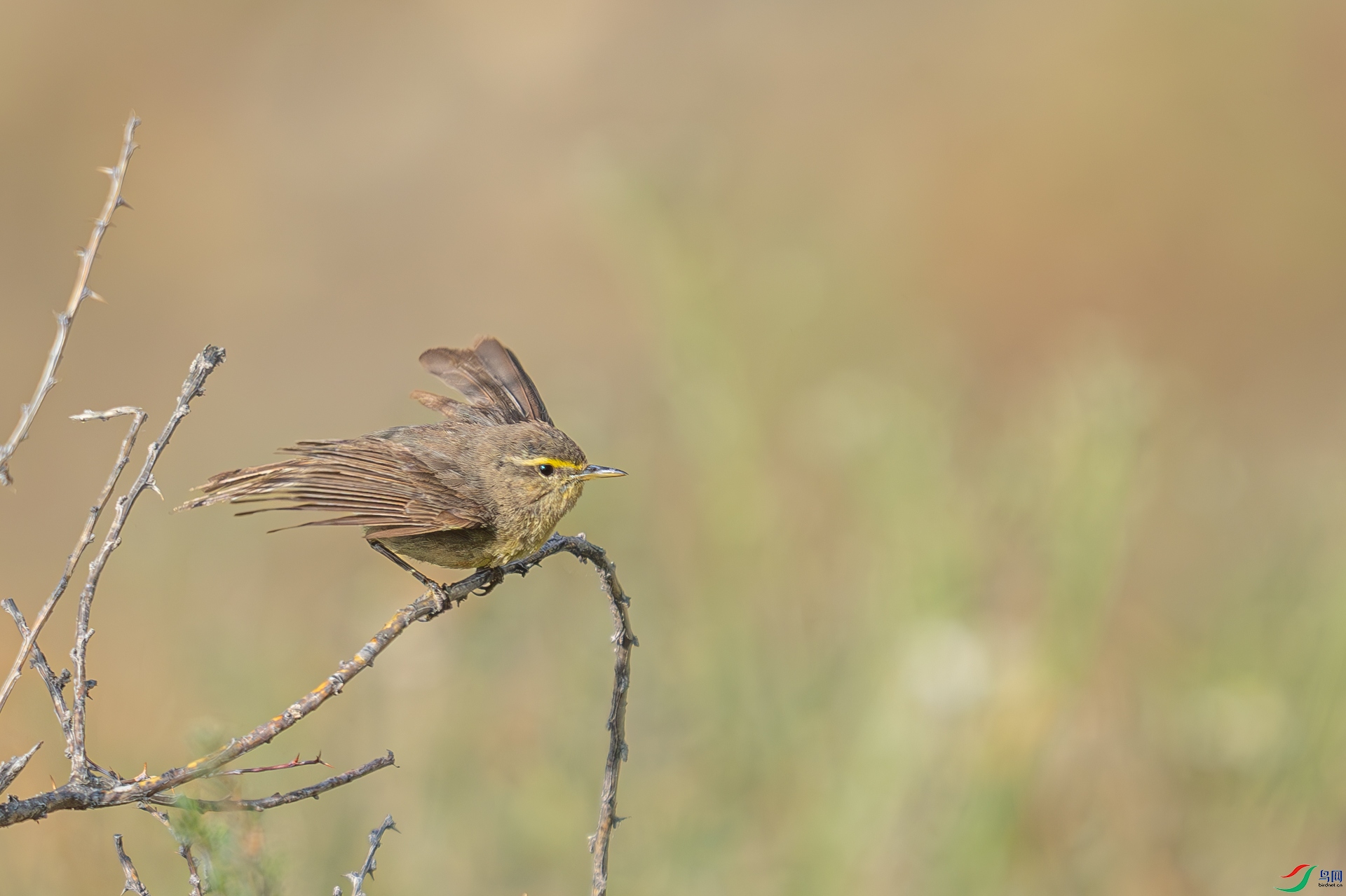 DSC_1730-����ǿ-NR.jpg