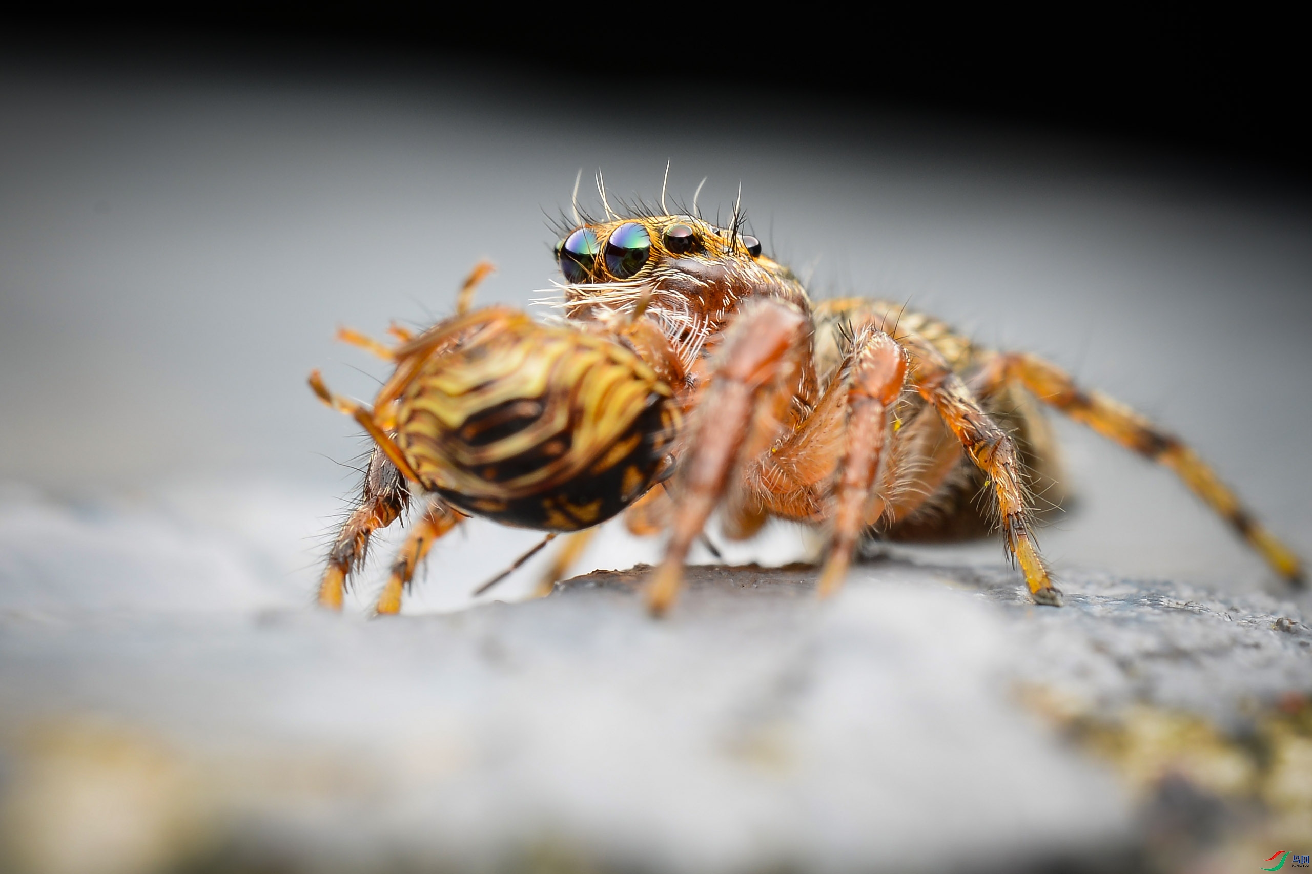 DSC_5171-0.jpg