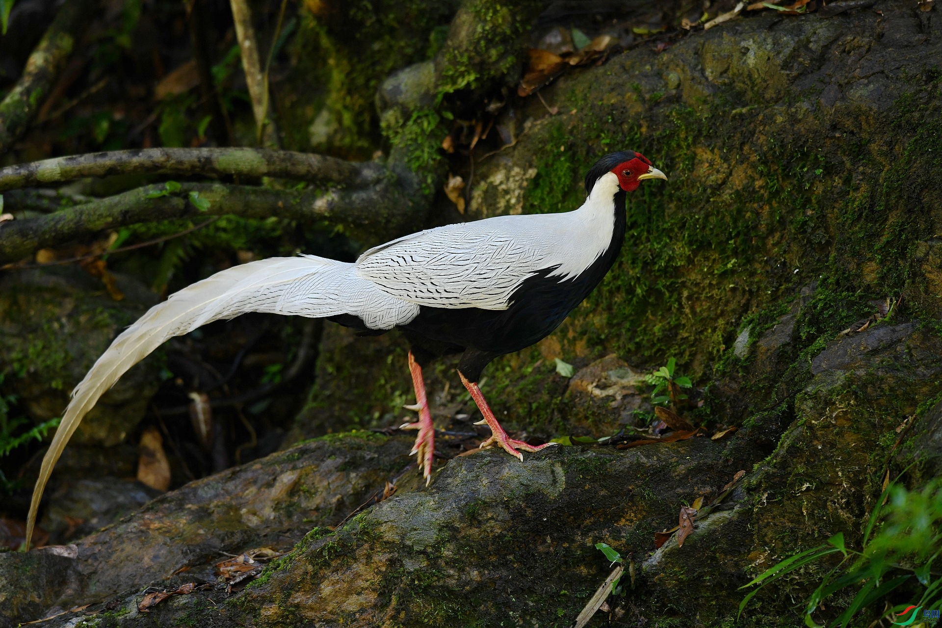 DSC_4424.jpg