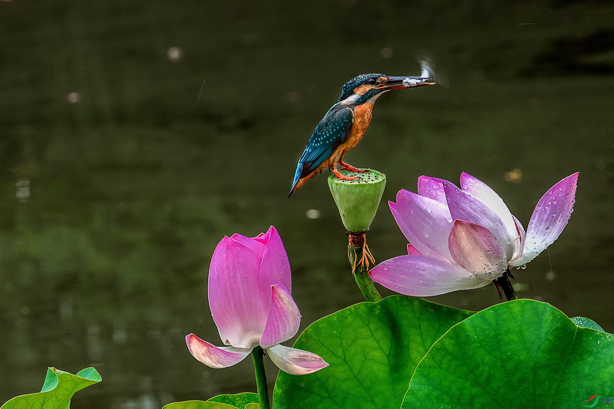 DSC_1325aa.jpg