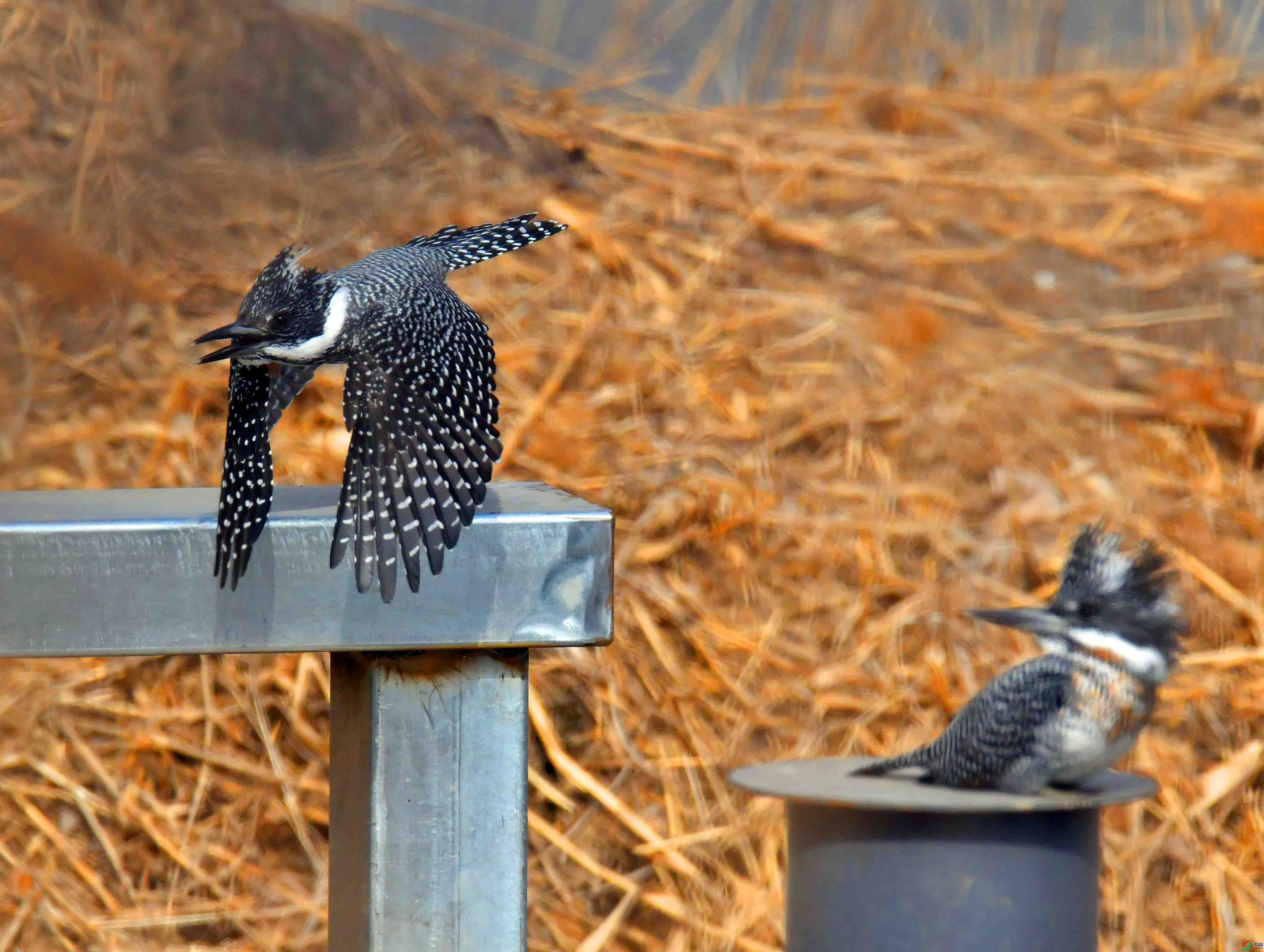 DSC_0951.JPG