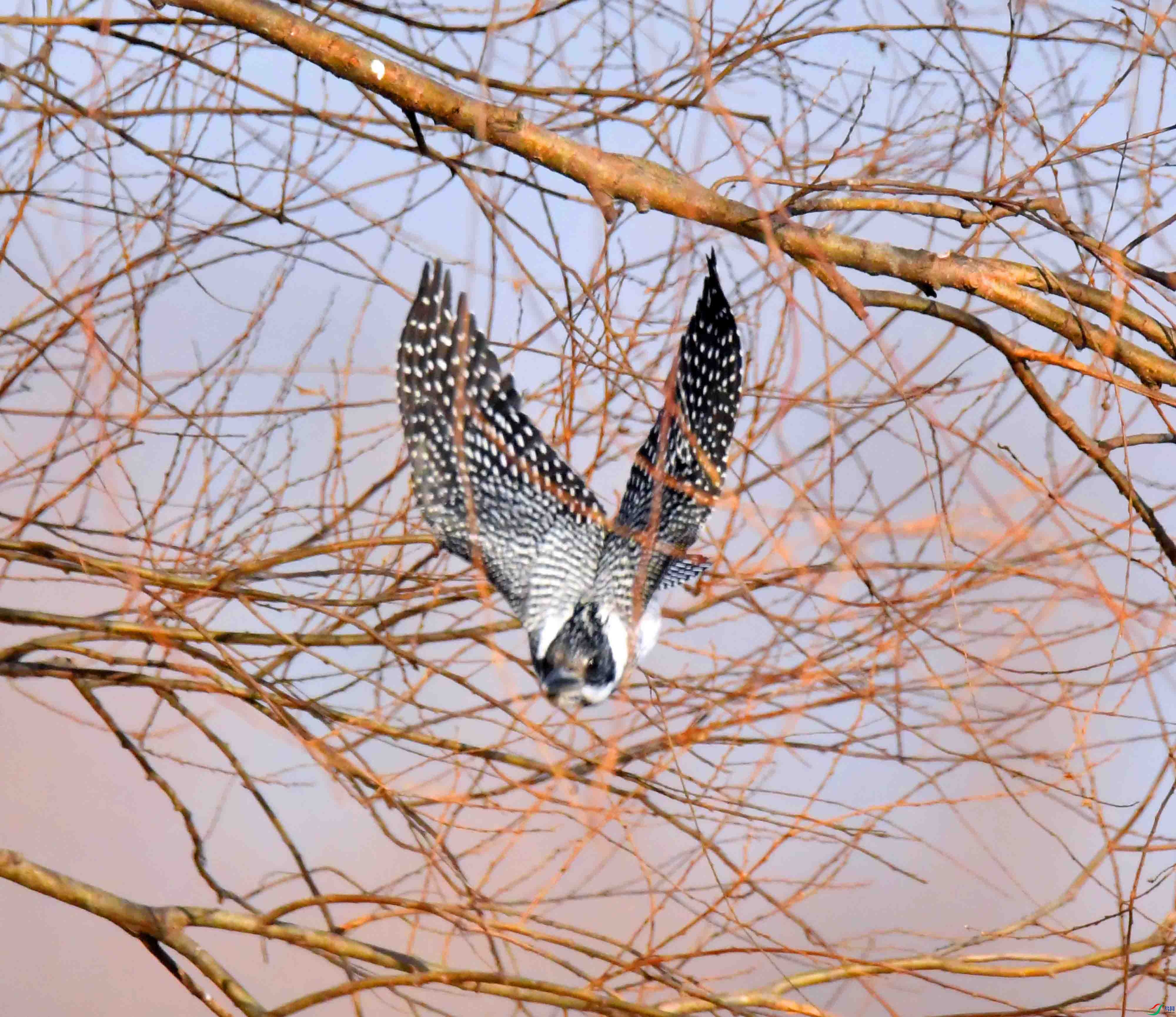 DSC_1228.JPG