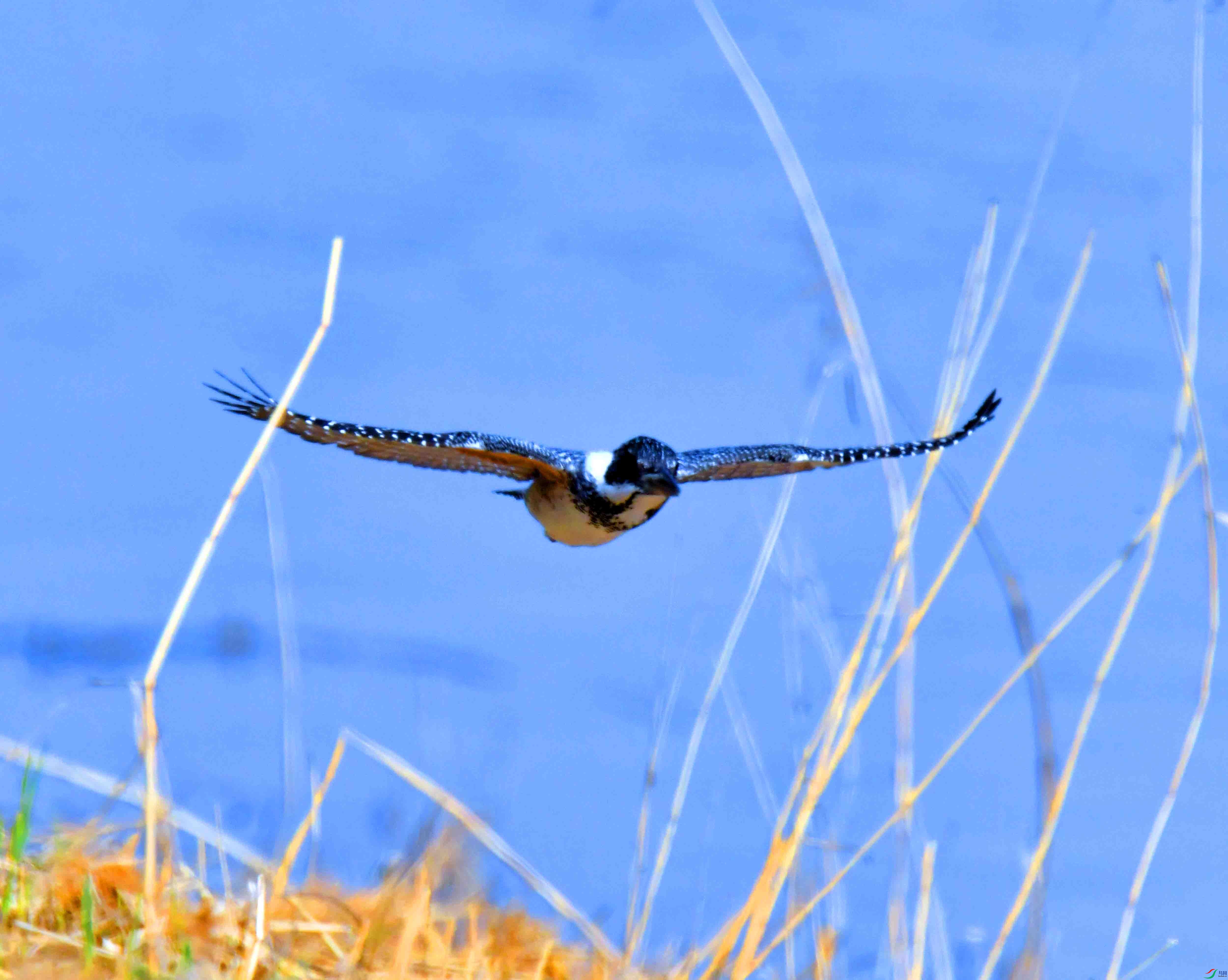 DSC_1412.JPG