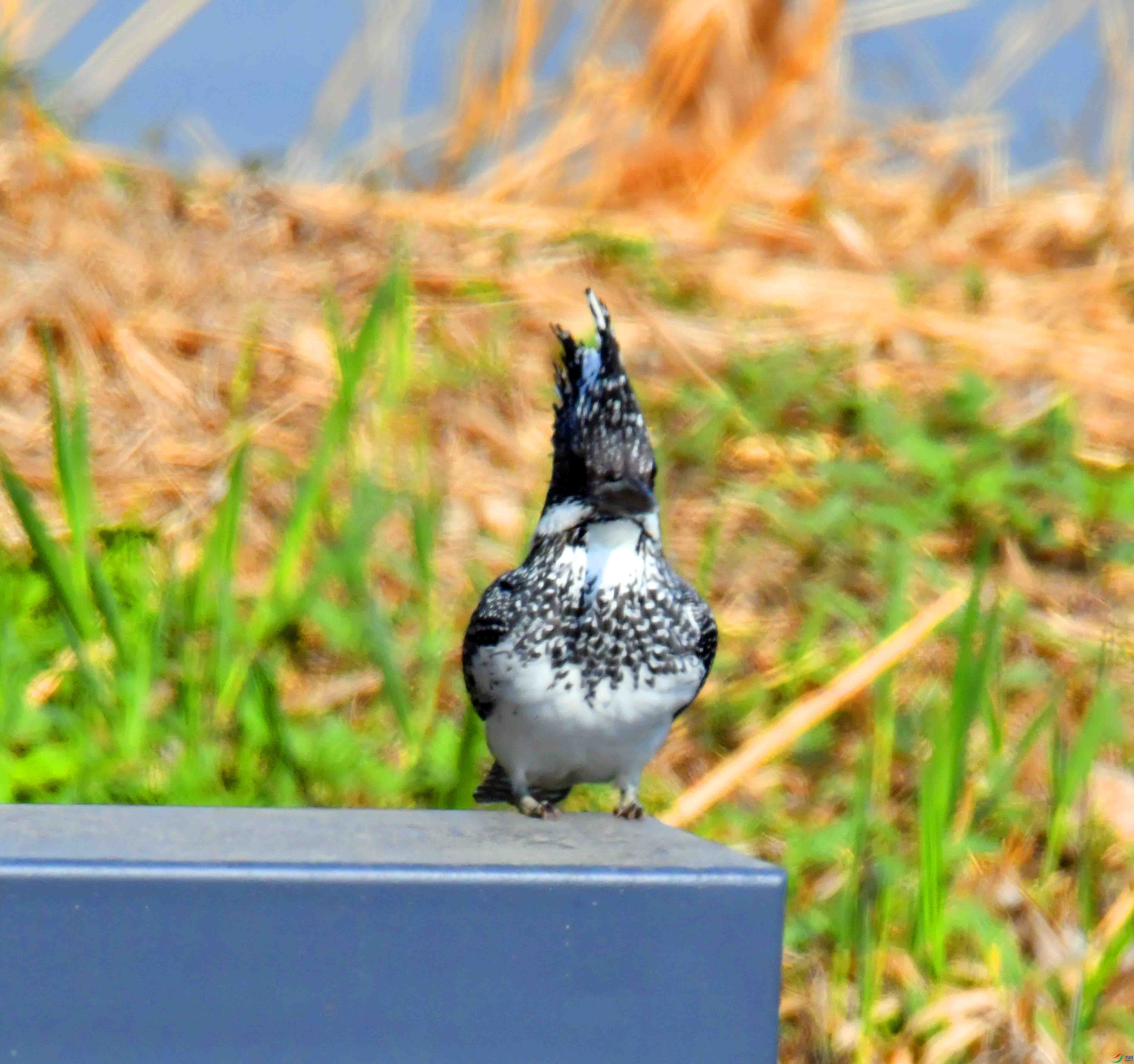 DSC_1425.JPG
