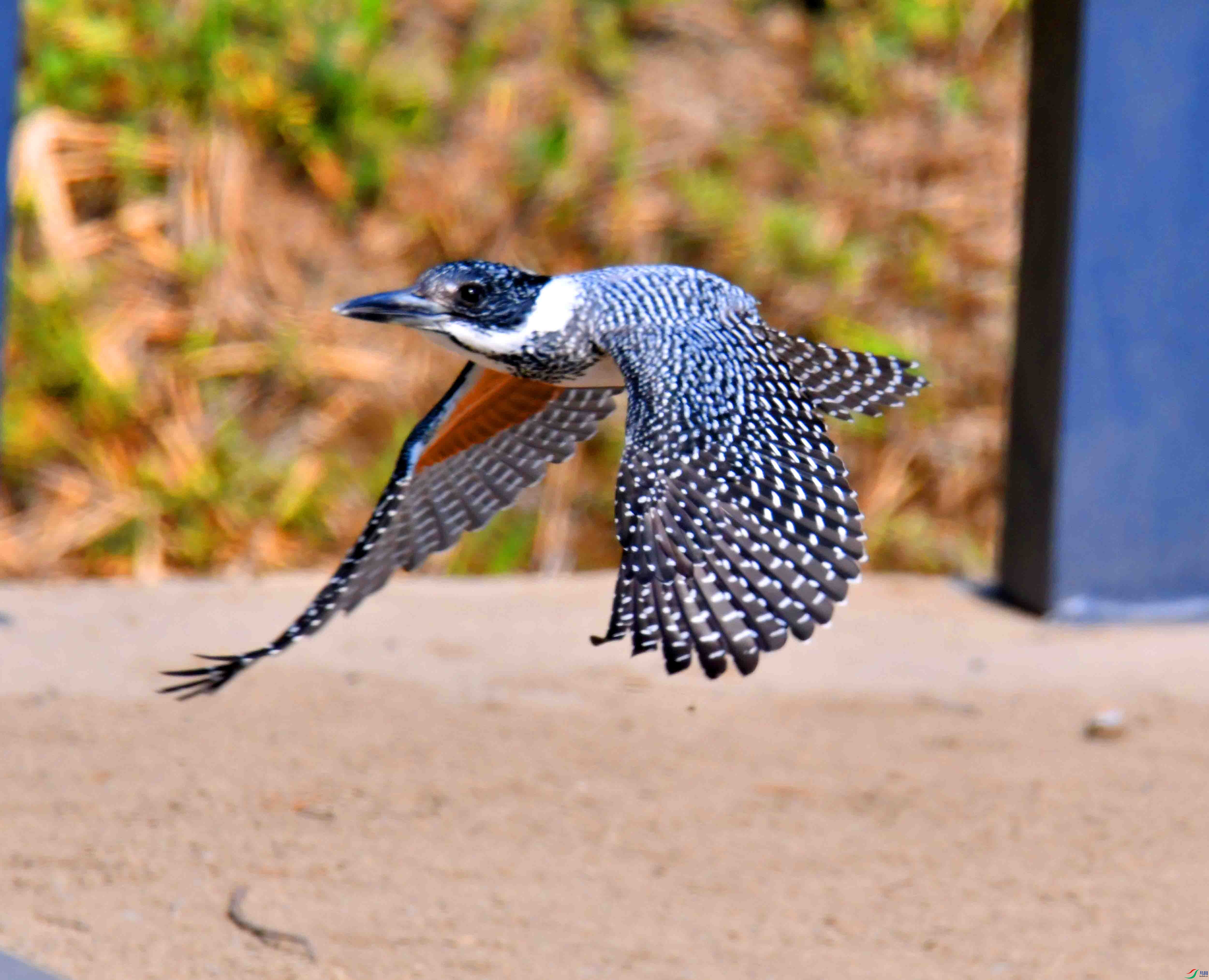 DSC_1441.JPG