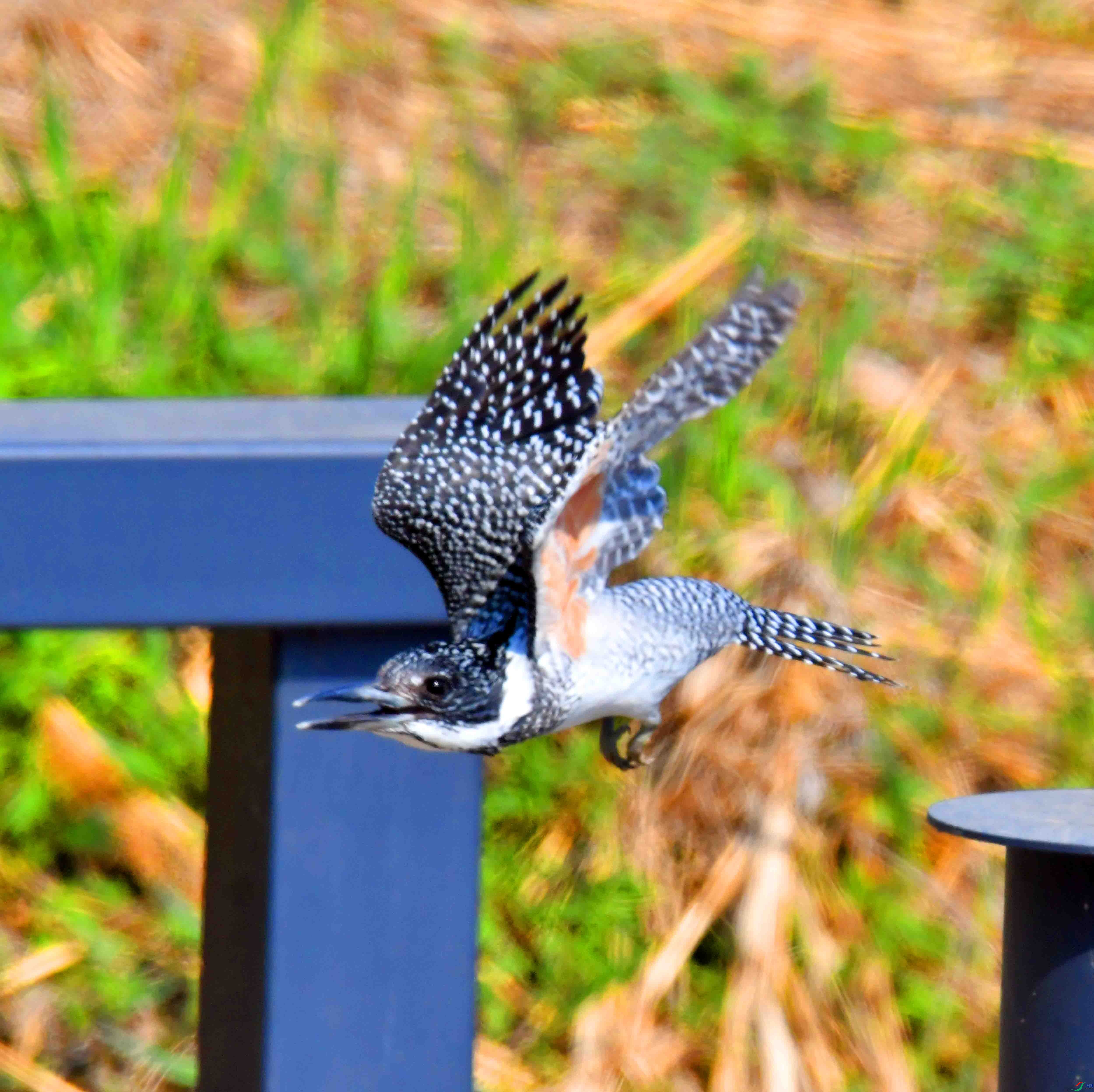 DSC_1440.JPG