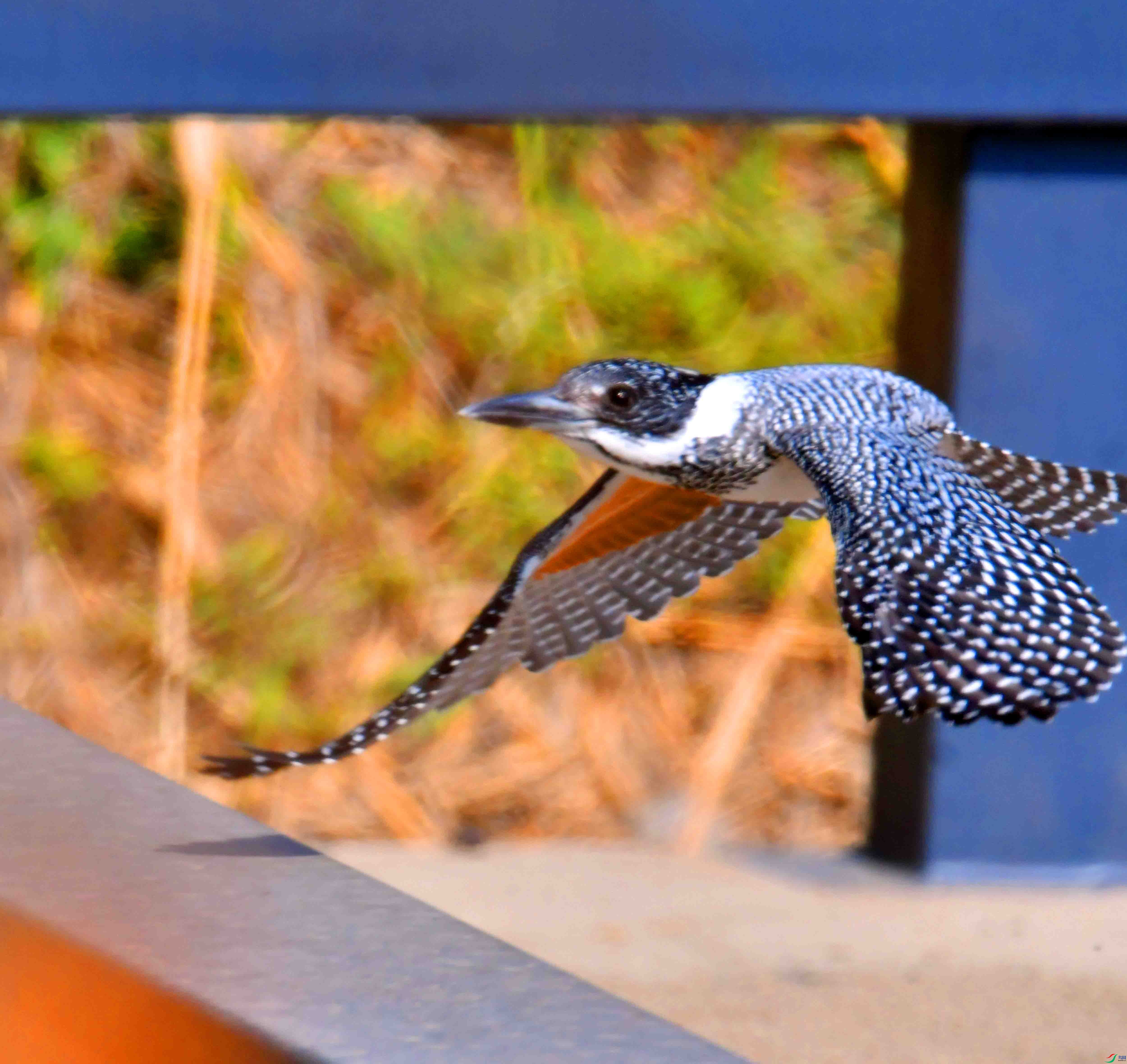 DSC_1442.JPG