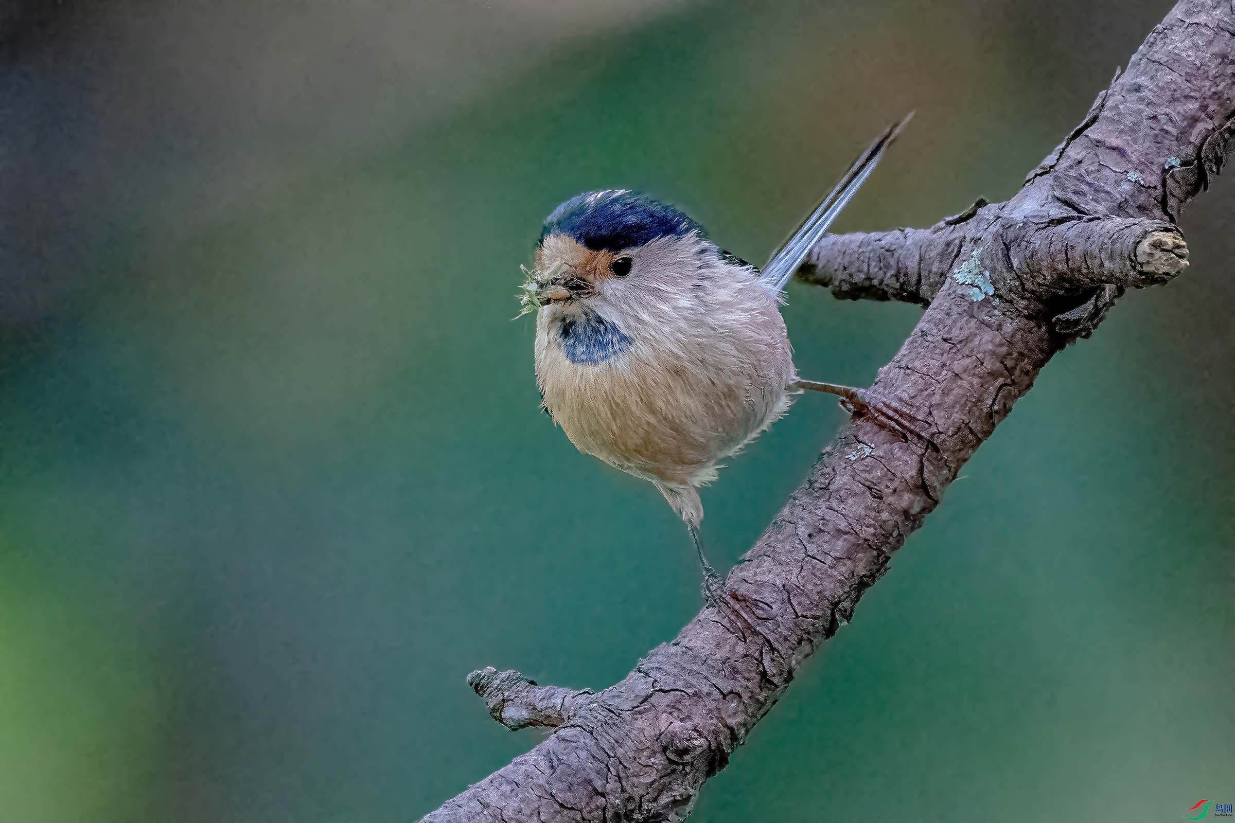 DSC_4138AB.jpg